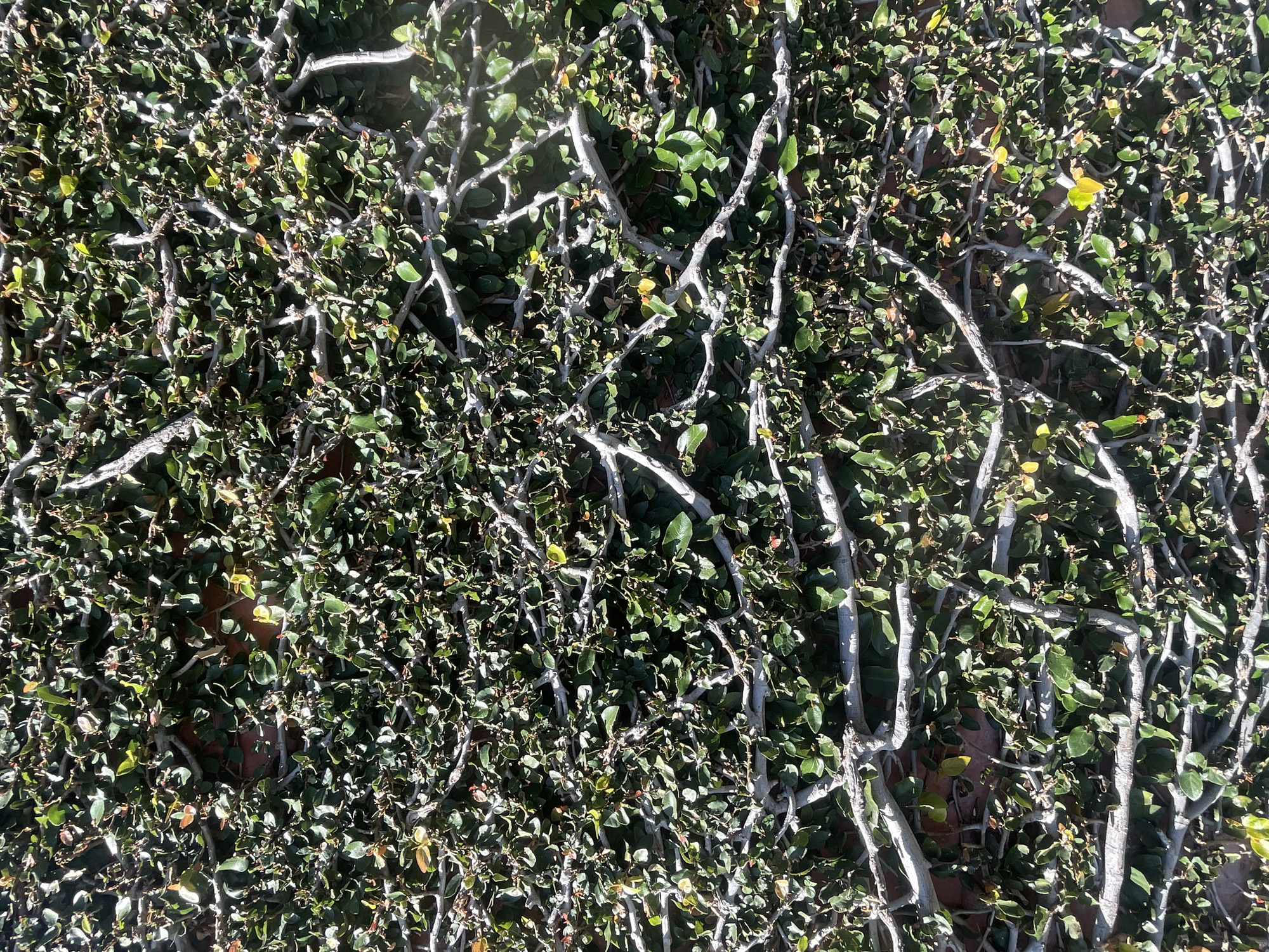 The image shows a dense, overgrown wall of green ivy with light-colored, twisted branches. The ivy covers a textured surface that appears to be brick or stone, with hints of reddish-brown visible through the foliage. The lighting suggests an outdoor environment with shadows cast by the leaves and branches. The image is a close-up view, focusing entirely on the vegetation and its intricate pattern against the wall. There is no indication of the specific location within Brisbane City.
