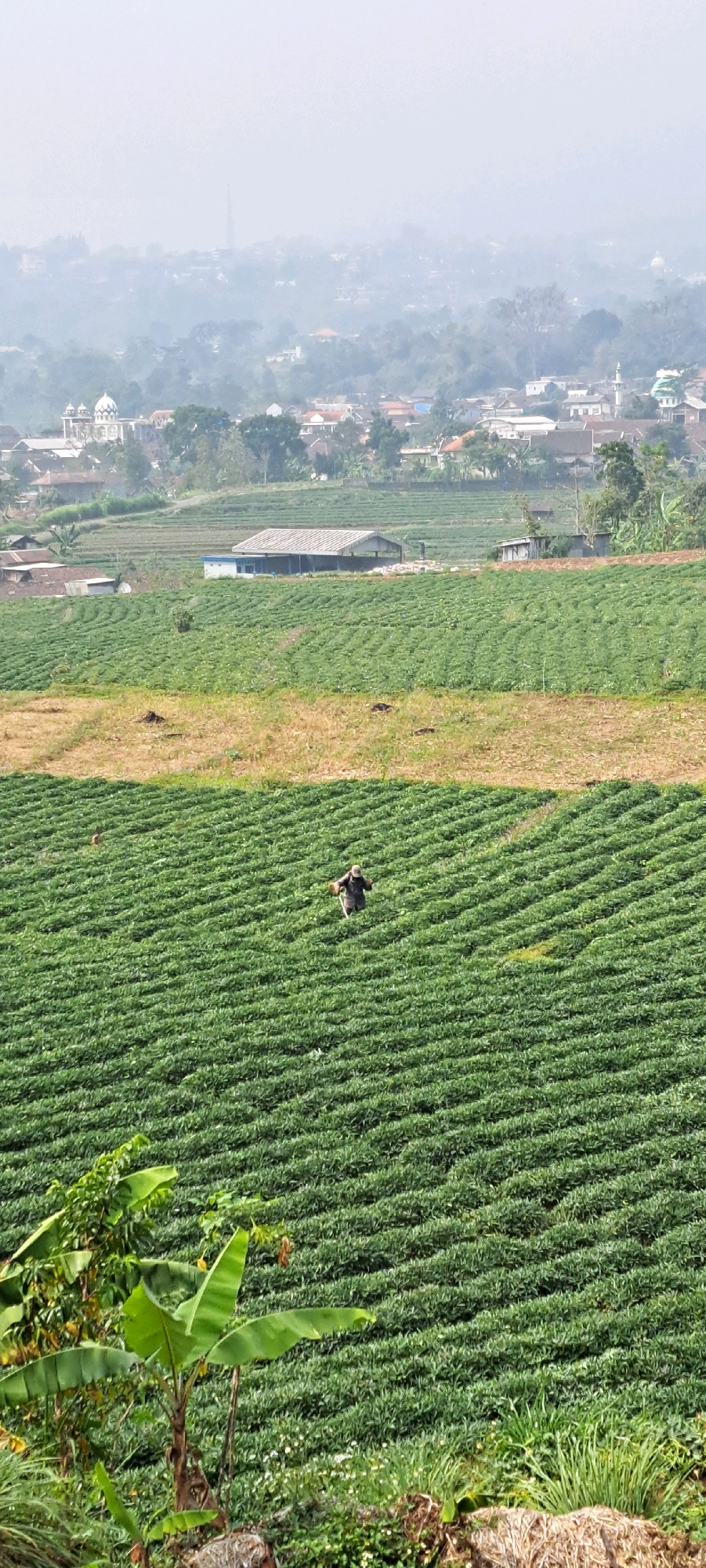 This is a vertical, medium-distance shot of terraced agricultural fields in the city of Kesiman, Indonesia. In the foreground, there are green banana trees and other foliage. In the mid-ground, a person is walking through a vast field of green crops. The crops are planted in neat rows, creating a textured pattern across the landscape. Further in the distance, there are more fields, a building with a white roof, and a hazy view of a residential area with houses and a mosque. The sky is overcast, contributing to the hazy atmosphere. The image appears to be taken on a bright, sunny day, despite the haze.
