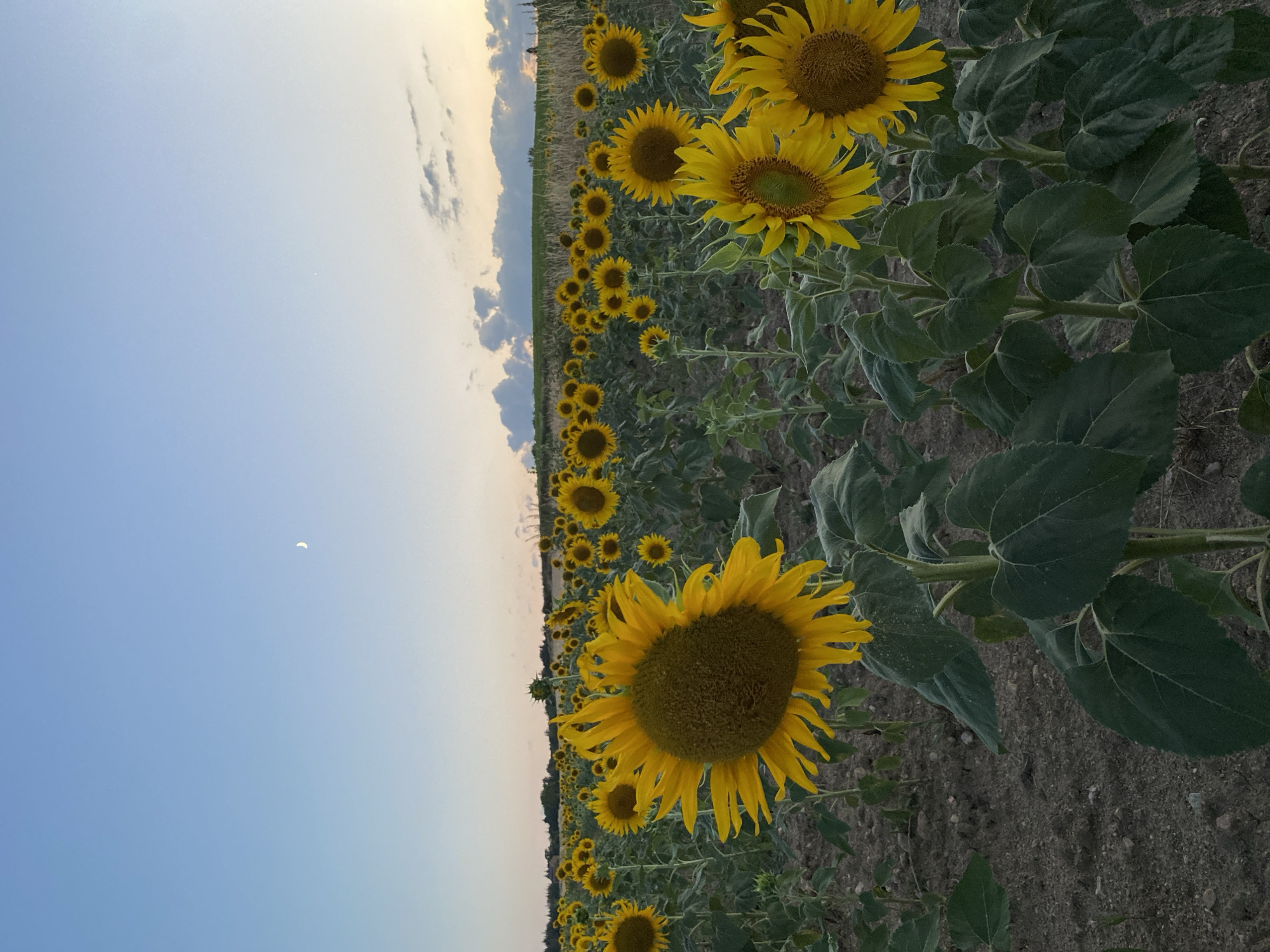 A wide shot captures a field of sunflowers under a pale blue sky with a crescent moon visible. The field is densely populated with sunflowers in various stages of bloom, their bright yellow petals contrasting with their dark centers. The ground is a mix of dark soil and some dry foliage. In the distance, a line of trees marks the horizon. The image is taken at ground level, emphasizing the scale of the sunflower field. The scene appears to be a natural landscape with no visible man-made structures or people, suggesting an outdoor rural setting.
