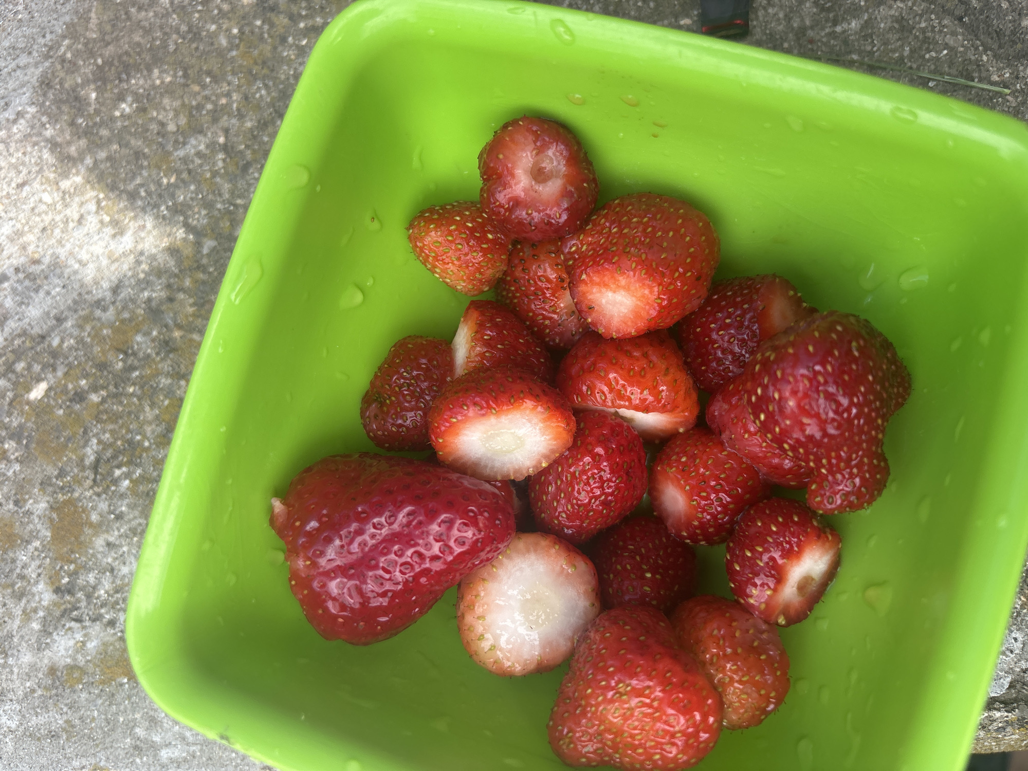 A green square bowl filled with approximately 15-20 red strawberries, some cut in half, is set against a gray, textured surface, possibly concrete. The strawberries appear fresh and some have droplets of water on them. The bowl is also wet. The context of Siva Reka, Bulgaria is not verifiable from this image alone.