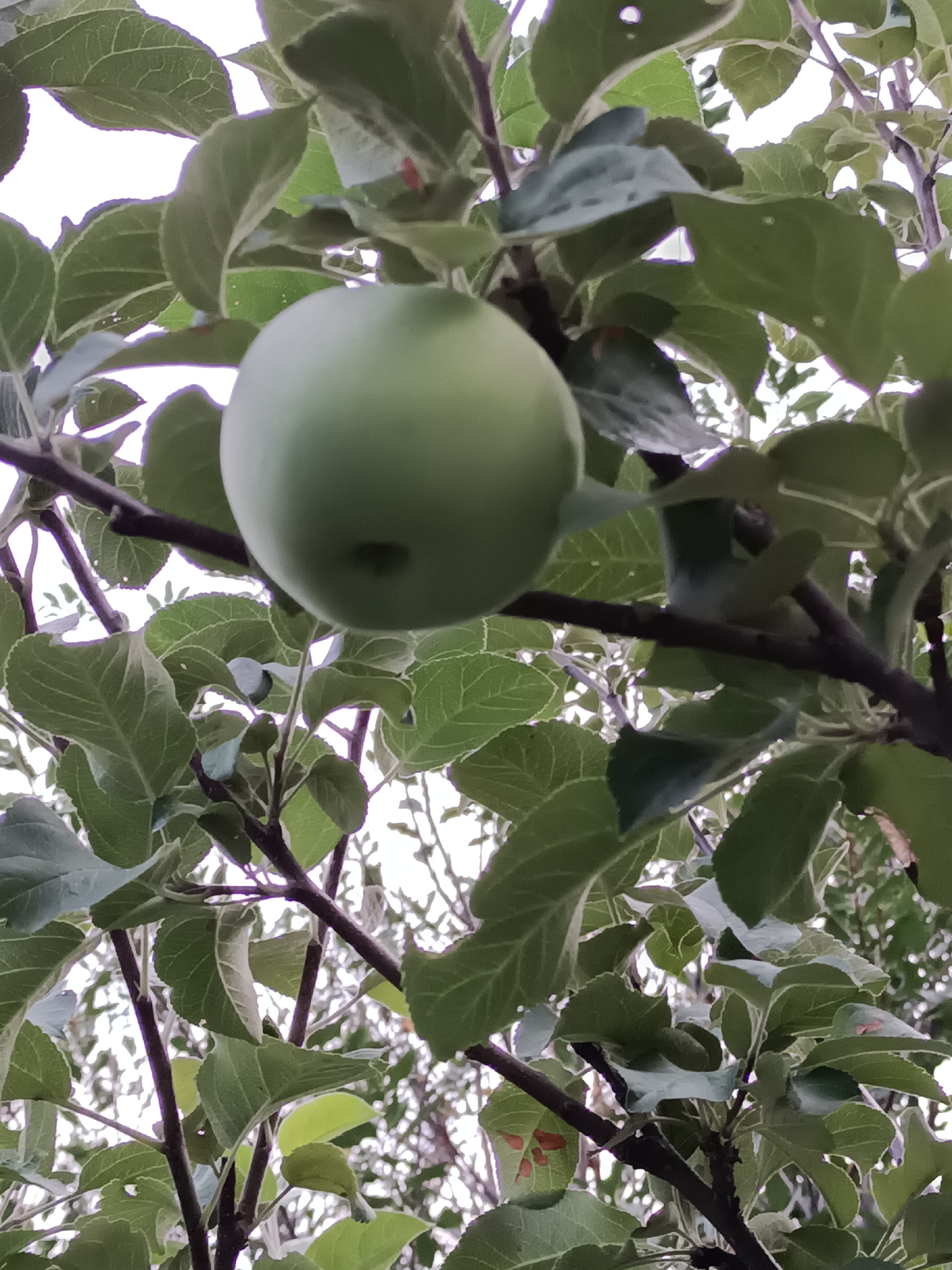 A close-up, low-angle, indoor shot of a single, unripe green apple hangs from a tree branch, surrounded by lush green leaves. The apple is positioned slightly to the left of the center of the frame, with its stem pointing upwards and slightly to the right. The background is blurred, showing more branches and leaves, and an overcast sky peeking through. There are no people, animals, or man-made objects visible in the image. The scene is set in an outdoor environment, likely a garden or orchard.