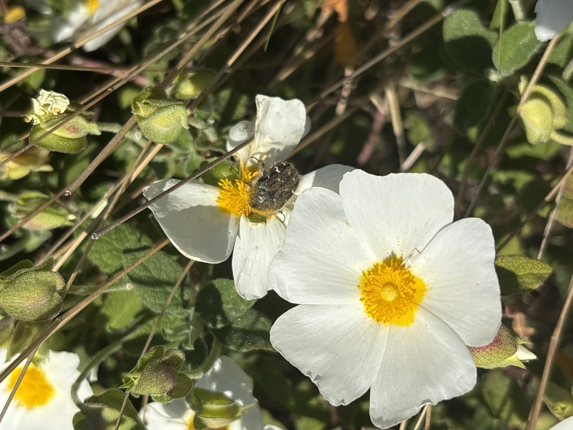 The image depicts a close-up of white flowers with yellow centers, possibly rockrose (Cistus) species, located in Bratica - Braticë, Montenegro. A small, dark beetle is visible on one of the flowers. The flowers are surrounded by green foliage and dry brown stems, suggesting a sunny, natural environment. There are flower buds as well.