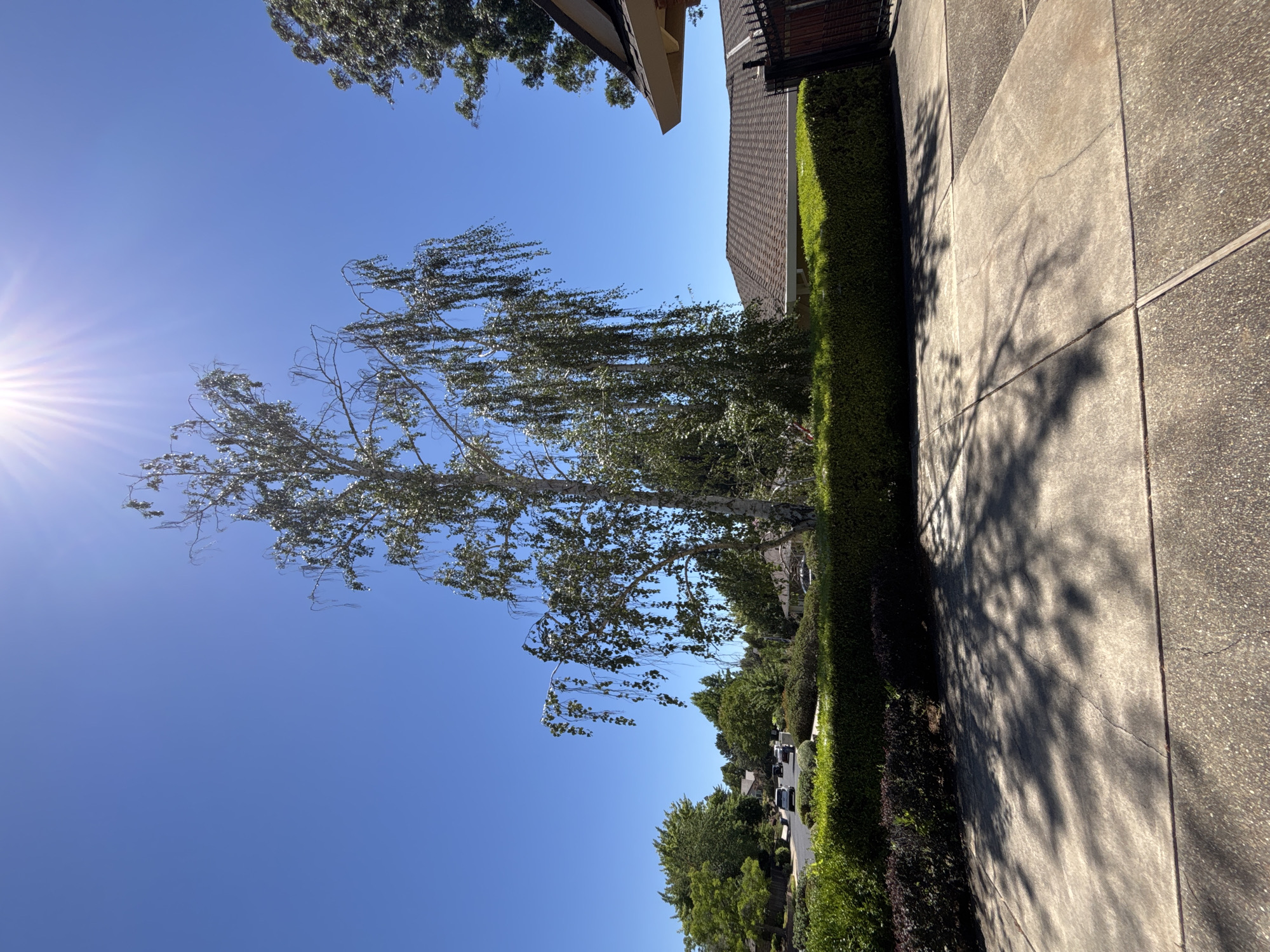 This image captures a sun-drenched residential street scene in Folsom, California, USA. The foreground features a concrete driveway with a textured surface, marked by expansion joints and dappled with the shadows of overhead trees. A well-maintained green hedge forms a boundary between the driveway and the street. Beyond the hedge, a paved road curves gently uphill, lined with manicured lawns and mature trees. Several vehicles are visible on the road, suggesting a typical neighborhood setting. In the background, residential houses with tiled roofs are nestled amongst the greenery. The sky is a vibrant, clear blue, with the sun positioned high and to the right, casting bright rays that create a lens flare effect. A tall, slender tree with cascading branches, possibly a birch or weeping willow, stands prominently in the mid-ground, its foliage shimmering in the sunlight. The overall impression is one of a peaceful, suburban environment on a bright, sunny day.