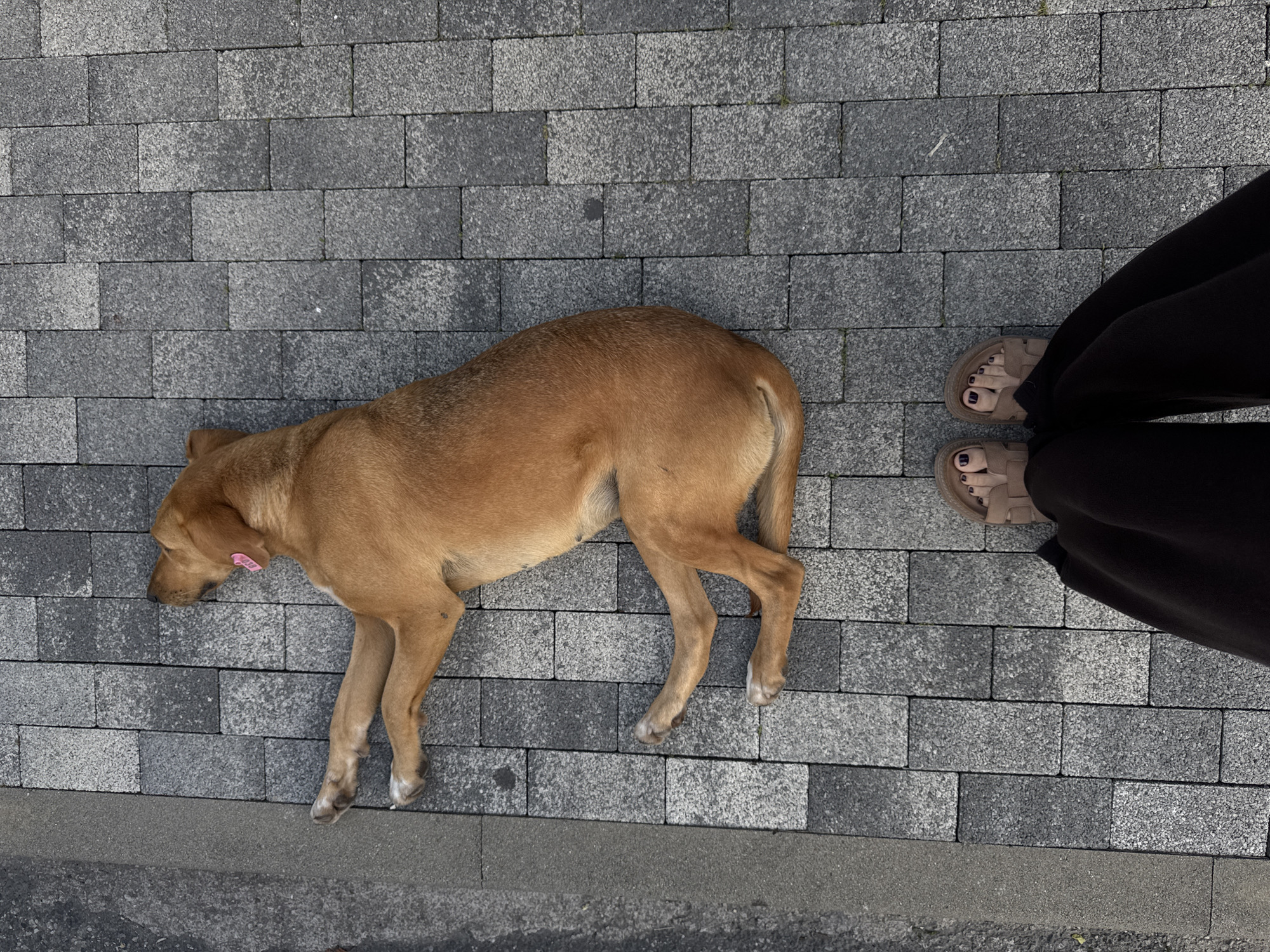 A tan-colored dog lies on a gray brick sidewalk in an urban setting. The dog is positioned on its side with its head resting on the bricks, legs extended. A small pink tag is visible on its left ear. Adjacent to the dog, a person is standing, with only their lower legs and feet visible. The person is wearing black pants and tan-colored sandals, with painted toenails visible. The brick sidewalk is composed of rectangular blocks. The location, Abaata, Abkhazia, is not verifiable from the image.