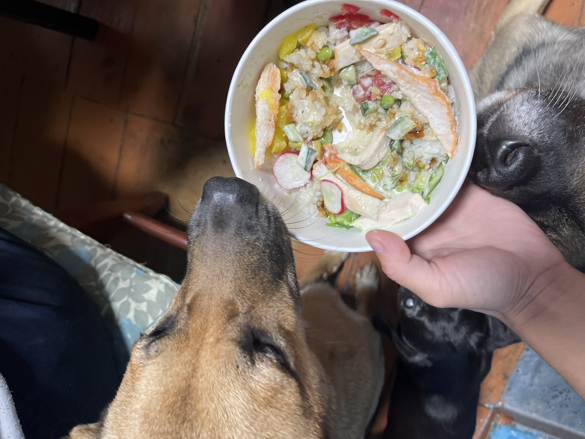 A human hand holds a white bowl filled with a rice dish containing shredded crab, sliced radishes, cucumbers, peas, and possibly chicken. The bowl is positioned close to the face of a tan dog, whose head is in the upper left quadrant of the image, with its nose and eye visible. In the background, partially visible, are two other dogs, one black and one tan/grey, and a wooden floor. The scene appears to be indoors, likely a home environment. There is no indication of the location being Nizhny Tagil, Russia.