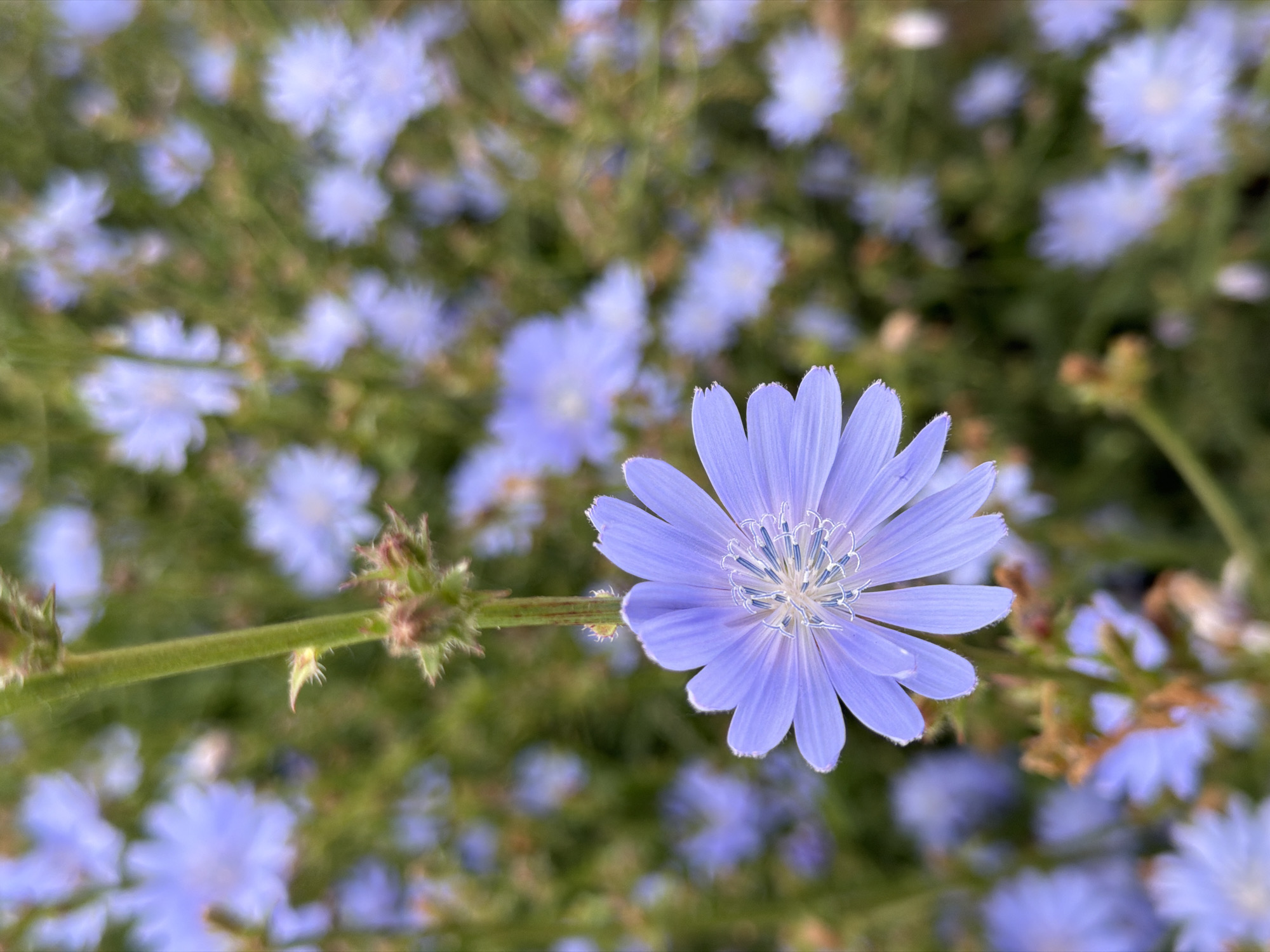 A close-up, eye-level shot captures a single, light purple chicory flower in sharp focus. The flower, with its delicate, ray-like petals, is positioned to the right of the frame, its center showcasing intricate white and blue stamens. The stem it grows from, a thin green stalk with small spiky buds, extends from the lower left corner diagonally towards the flower.
The background is a soft, blurred tapestry of more chicory flowers and green foliage, creating a shallow depth of field that accentuates the main subject. The out-of-focus blooms in the background are various shades of light blue and purple, interspersed with patches of green and brown. The overall impression is one of a sunny outdoor setting, likely a field or meadow, with abundant wild chicory in bloom. The lighting suggests it is daytime, with the natural light illuminating the petals and highlighting their fine texture. There is no visible text in the image.