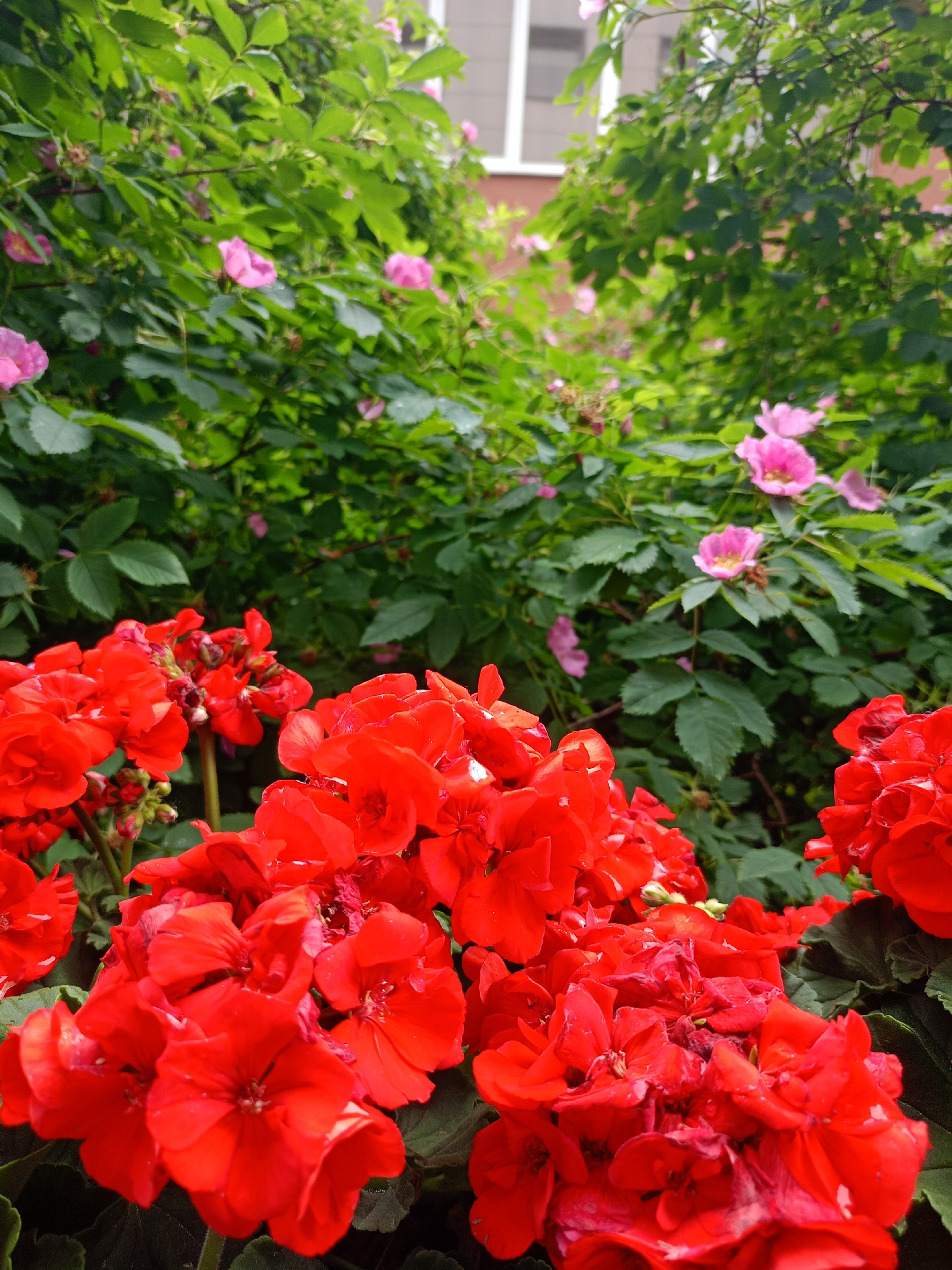 The image shows a close-up of bright red geraniums in the foreground, with a blurred background of green foliage and delicate pink flowers. The geraniums are abundant and fill the lower portion of the frame, their petals a vibrant, saturated red. Their blooms are clustered together, creating a sense of lushness and abundance.
Behind the red flowers, a dense layer of green leaves forms a backdrop. Interspersed within this foliage are small, pale pink flowers, some of which are fully open, revealing their delicate petals. These pink flowers appear to be wild roses or a similar variety, adding a softer contrast to the bold red of the geraniums.
The overall setting suggests a garden or an outdoor floral display. The lighting is soft and diffused, indicating it may be a cloudy day or late afternoon. The focus is clearly on the flowers, with the background intentionally blurred to emphasize the textures and colors of the foreground subjects. There is no visible text in the image. The scene evokes a feeling of natural beauty and the vibrancy of a blooming garden.