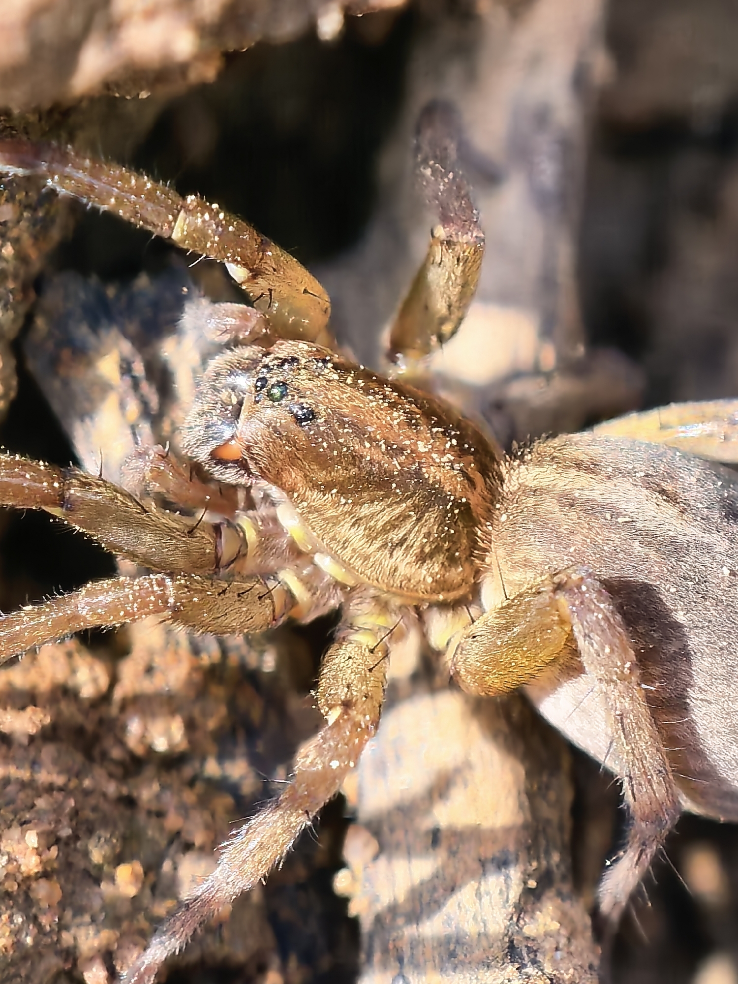 A macro close-up photograph captures a brown and tan spider, likely a wolf spider, in a natural setting. The spider is positioned on a textured surface, possibly bark or earth, which is out of focus in the foreground and background. Its body and legs are densely covered in fine, bristly hairs, giving it a slightly dusty or speckled appearance with numerous small, light-colored particles clinging to its exoskeleton.
The spider's cephalothorax is prominent, showcasing its distinctive eye arrangement; several small, dark eyes are visible, with some reflecting a greenish-blue hue. Its mouthparts, including parts of the chelicerae, are visible with a hint of orange or reddish coloration. The spider's robust legs, also covered in bristles and specks, extend outwards, blending with the natural tones of the environment.
The lighting appears natural, suggesting daylight, which highlights the texture and contours of the spider's body. The spider is stationary, no specific activity is observed. The image focuses sharply on the arachnid, with the surrounding elements softly blurred, enhancing the detail of the subject. There is no visible text.