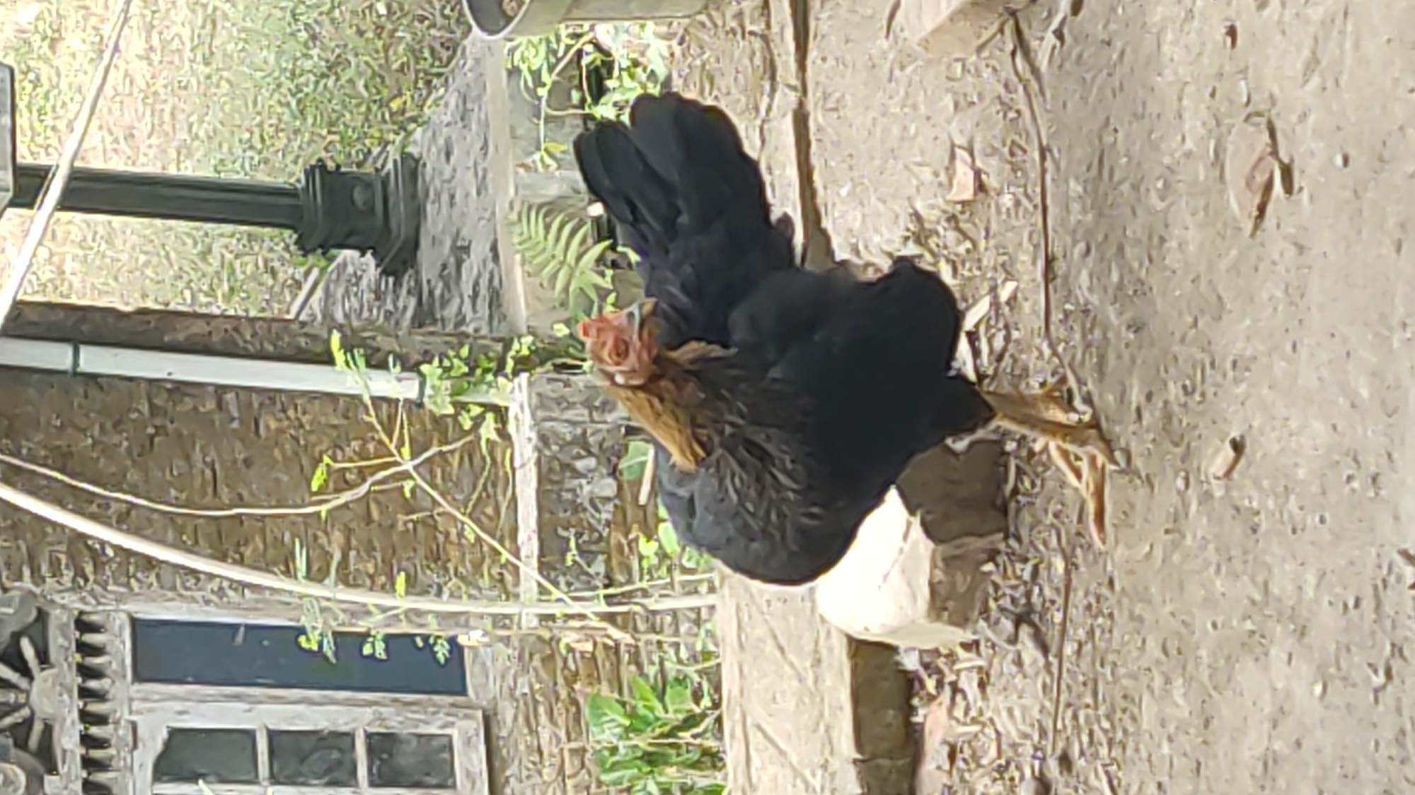 A black hen with a reddish-brown neck and head stands on a rough, gray, dirt surface in what appears to be a yard or outdoor area. The hen is facing left, with its tail feathers fanned out. Behind the hen, a textured, brown brick wall is visible, with a window to the left. A white pipe runs vertically along the wall. In the background, there is greenery and a dark, ornate post. The scene is likely located outdoors in Ngadiharjo, Indonesia.