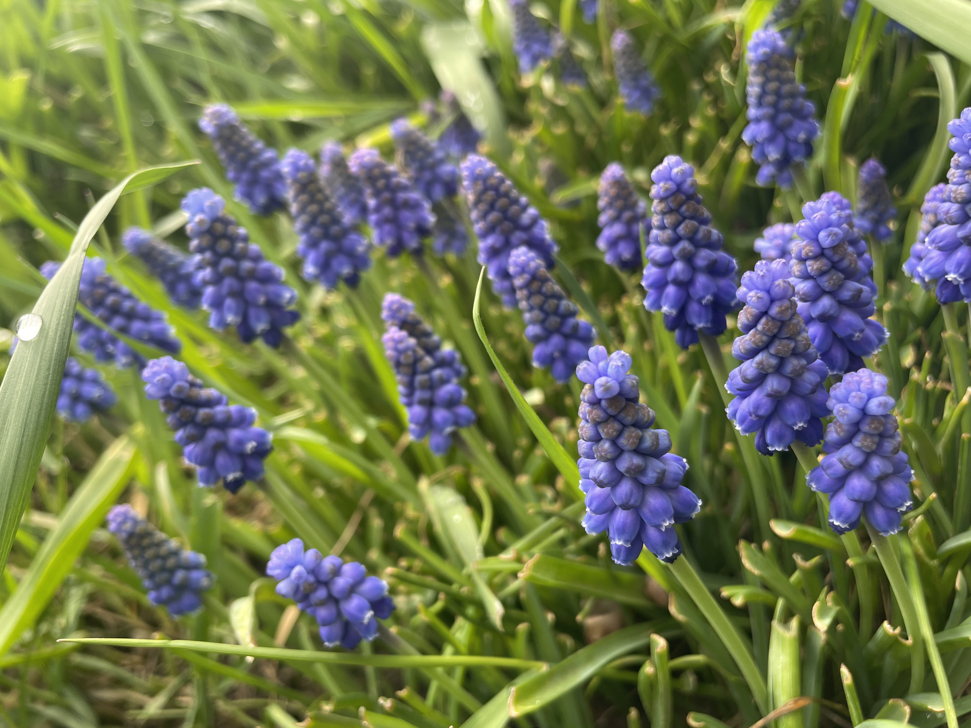 The image shows a patch of grape hyacinths (Muscari) growing among blades of grass. The flowers are cone-shaped and made up of tightly packed, small, blue-purple blossoms. The flowers are in varying degrees of focus. One blade of grass has a droplet of water on it. The setting appears to be outdoors, possibly a garden or park, with a blurry background suggesting natural light and vegetation. The location cannot be determined to be Sofia, Bulgaria.