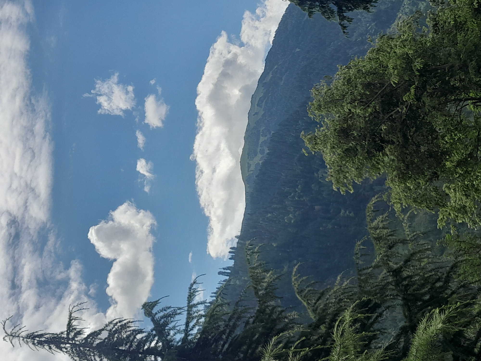 An eye-level, full shot captures a mountain range under a cloudy blue sky, with a tree in the foreground. The mountain is covered in dense, dark green trees, with a patch of lighter green grass visible on its peak. In the foreground, the branches of a dark green coniferous tree dominate the left side of the frame, with lush green foliage from another tree on the right. The sky is a vibrant blue, dotted with fluffy white clouds. The image has a slightly grainy texture.