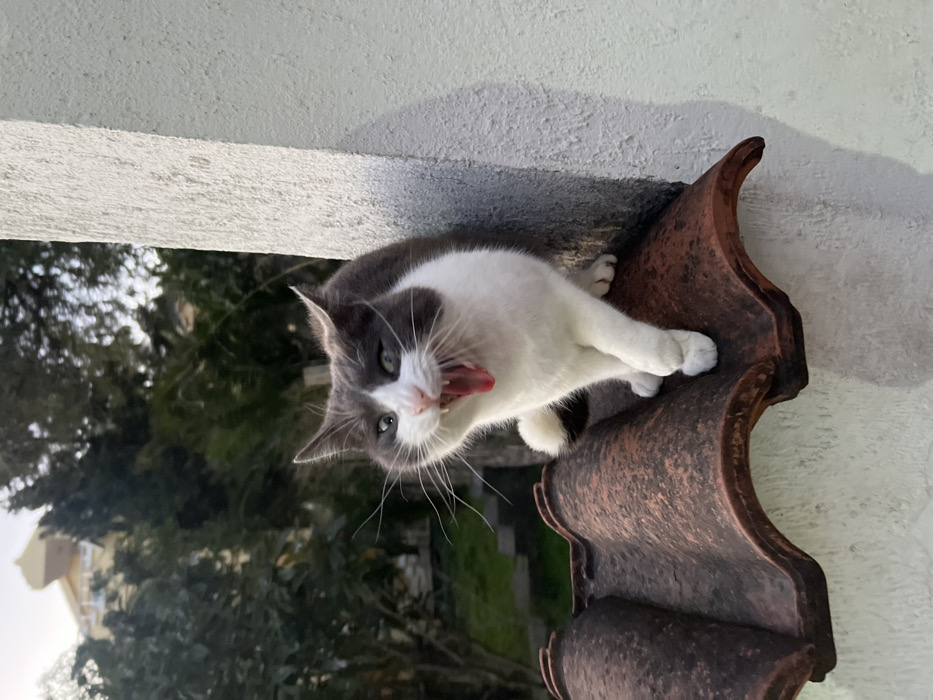 A gray and white cat is perched on a curved, red-brown roof tile, seemingly attached to a light-colored wall. The cat's mouth is wide open in a yawn or vocalization, revealing a pink tongue. Its eyes are visible, and long white whiskers extend from its face. The background shows foliage suggesting an outdoor setting. The image is taken at an angle, making the scene appear slightly off-kilter.