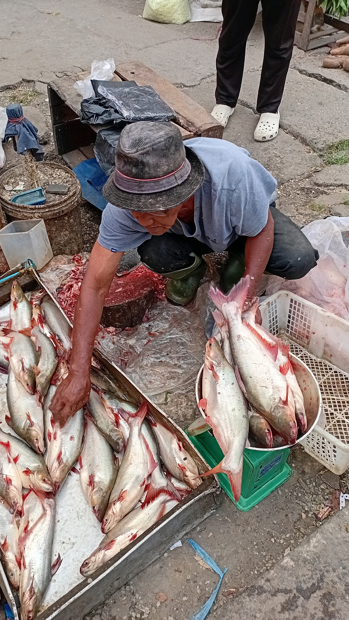 At a Jambi city market, a man wearing a hat and blue t-shirt is preparing fish. He is crouching next to a metal tray filled with several large, silvery fish with red fins. His right hand is extended towards the fish in the tray. A large, red piece of meat is on a cutting board behind him. A green bucket and a white plastic container are also visible. The ground is a mix of concrete and dirt. In the background, a person's legs can be seen wearing black pants and white Crocs.