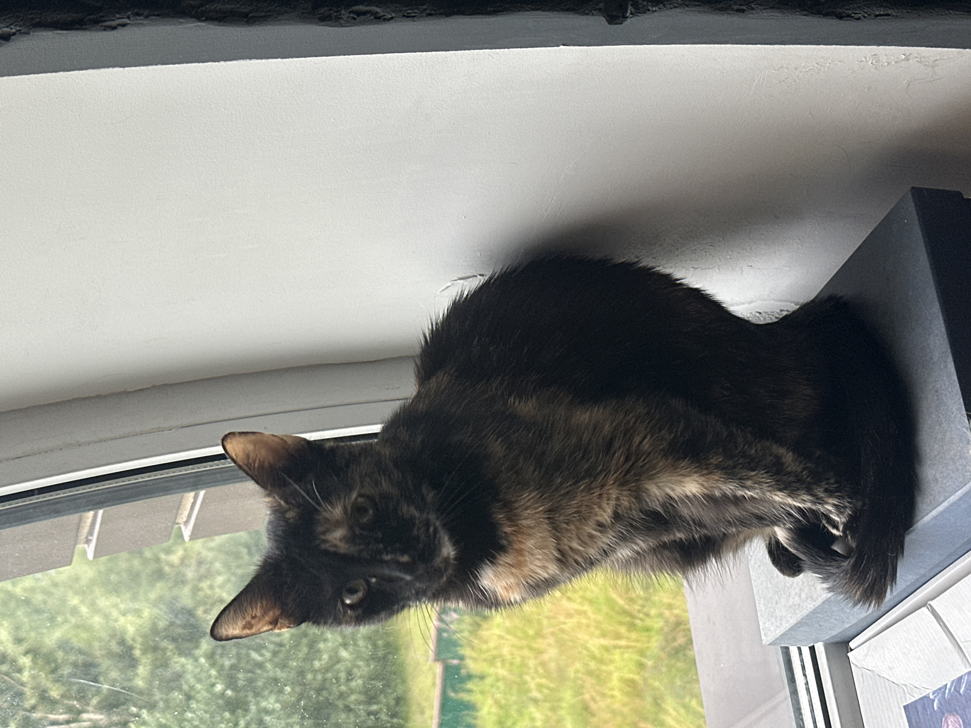 A tortoiseshell cat is sitting on a gray box next to a window. The cat is facing left and looking towards the viewer. The window is partially open, revealing green foliage outside. The wall to the right of the cat is painted white. The scene appears to be indoors, possibly in a residential setting. No specific location in the city of Virki, Russia can be determined from the image.