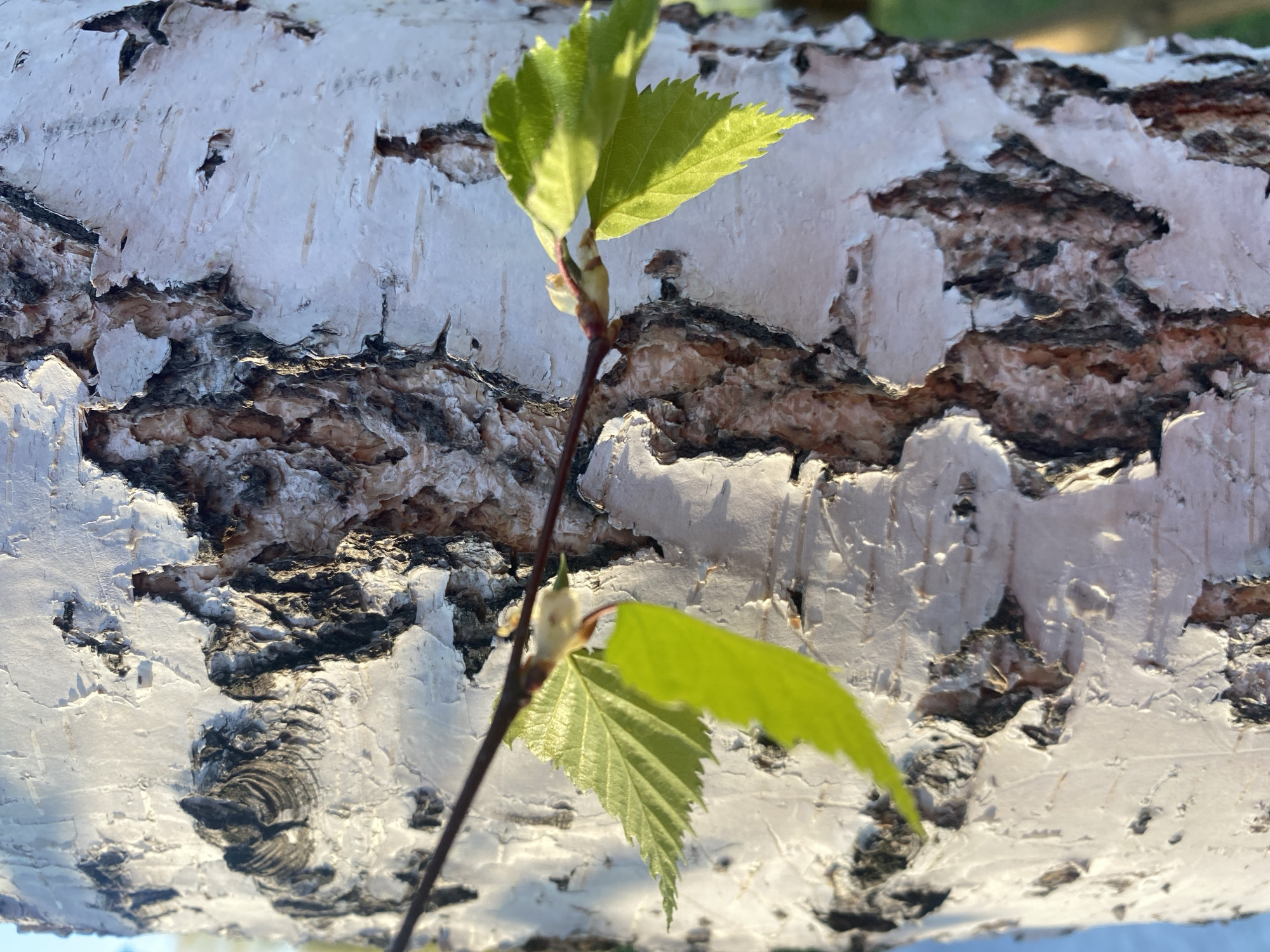 The image shows a close-up view of a birch tree trunk in Verkh-Neyvinsky, Russia. The trunk is characterized by its distinctive white, peeling bark with dark brown and black markings. A young birch branch with newly sprouted green leaves is emerging from the trunk. The background is blurred, suggesting the surrounding environment.