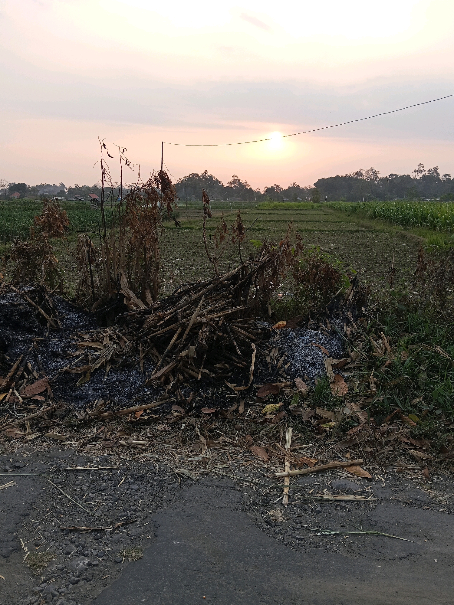 The image depicts a rural landscape at sunset in Gaprang, Indonesia. In the foreground, there is a pile of burnt agricultural debris, including dried stalks and leaves, with ashes and charred remnants. This debris is situated on the edge of an asphalt road, which is partially covered with scattered plant matter and small stones. Beyond the debris, a field of crops, possibly corn, stretches into the distance. The field is divided into sections, with some areas showing young plants and others more mature growth. In the background, a line of trees forms the horizon, silhouetted against a pale sky tinged with the warm colors of sunset. The sun is visible as a bright disc near the horizon, and a power line runs horizontally across the sky. A few small buildings, likely rural houses, are scattered among the fields. The overall scene conveys a sense of agricultural activity and the transition from day to night in a village setting.