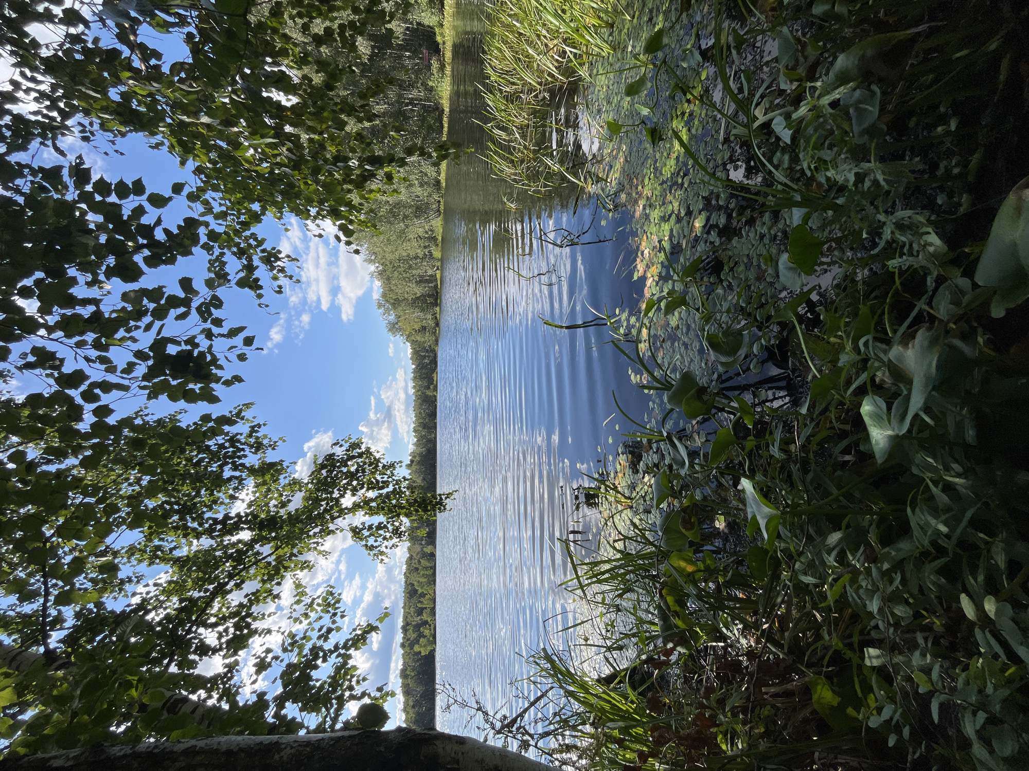 The image depicts a serene natural landscape, likely a lake or pond, situated in the city of Nagorny, Russia. The foreground is dominated by dense, lush vegetation, including tall grasses and broad-leafed aquatic plants, partially obscuring the water's edge. The water itself is calm, with gentle ripples reflecting the bright blue sky and scattered white clouds. A dense forest of deciduous trees lines the far bank of the body of water, creating a natural, undisturbed horizon. The lighting suggests it is daytime, with sunlight filtering through the leaves of a tree in the upper left quadrant of the image, casting dappled shadows and highlighting the texture of the foliage. No people or man-made structures are visible, emphasizing the secluded and natural character of the scene.