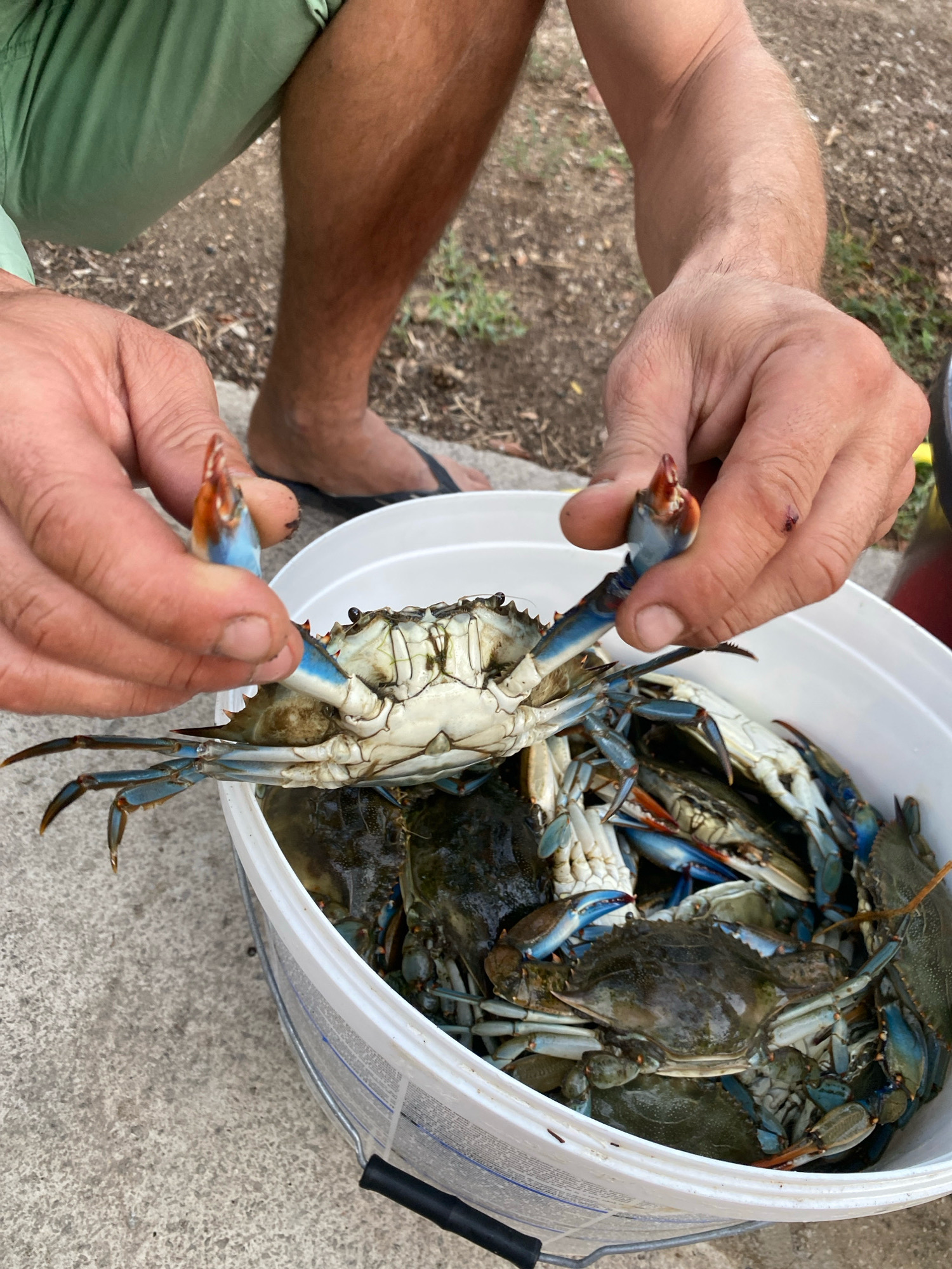 In Zgrade, Montenegro, a person in green shorts and flip-flops is holding a live blue crab by its claw over a white bucket filled with more blue crabs. The person's hands are visible, showing skin and a minor cut on one finger. The crabs are predominantly blue and white, with visible legs and claws. The bucket is made of plastic and has a wire handle. The ground surrounding the bucket appears to be a mixture of concrete and dirt with some dry vegetation.