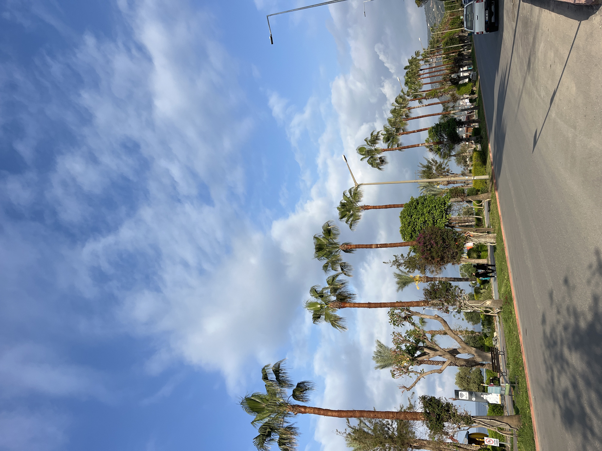 The image captures a street scene in Alanya, Turkey, characterized by a row of palm trees lining the roadside against a backdrop of a partly cloudy, blue sky. The trees are of varying heights and stages of growth. A paved road stretches along the right edge of the frame, with a vehicle visible further down the road. Various other trees and shrubs dot the landscape. A streetlamp stands along the row of trees, indicating an urban setting.