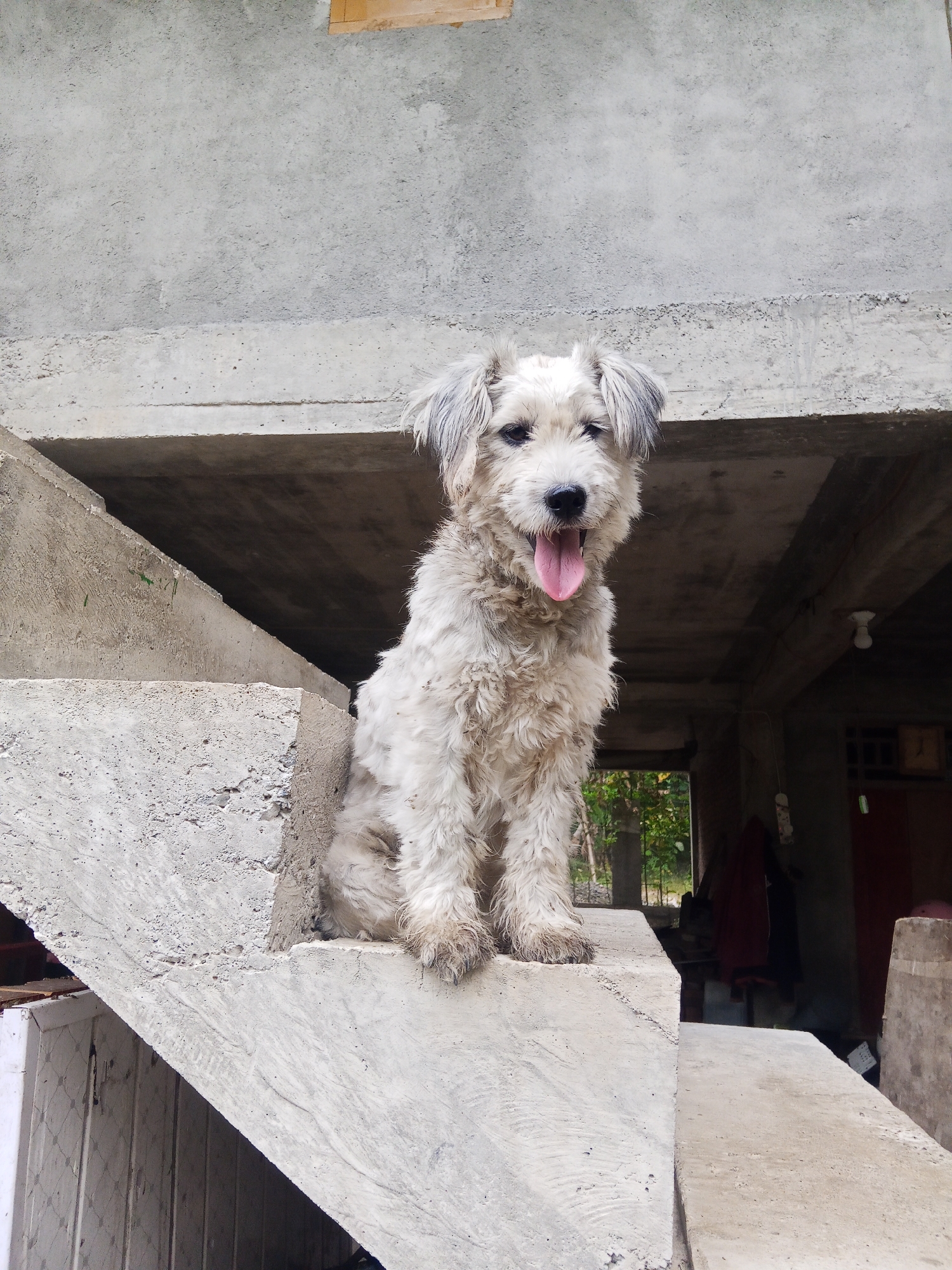 A white, shaggy dog is sitting on a concrete staircase. The dog is panting, with its pink tongue hanging out. The staircase appears to be unfinished or under construction, with rough concrete surfaces. Behind the staircase, there is a covered area with a roof and some hanging clothes. The environment suggests an outdoor, possibly residential area in Makale, Indonesia, characterized by raw concrete construction and a glimpse of vegetation in the background. The lighting suggests it is daytime.