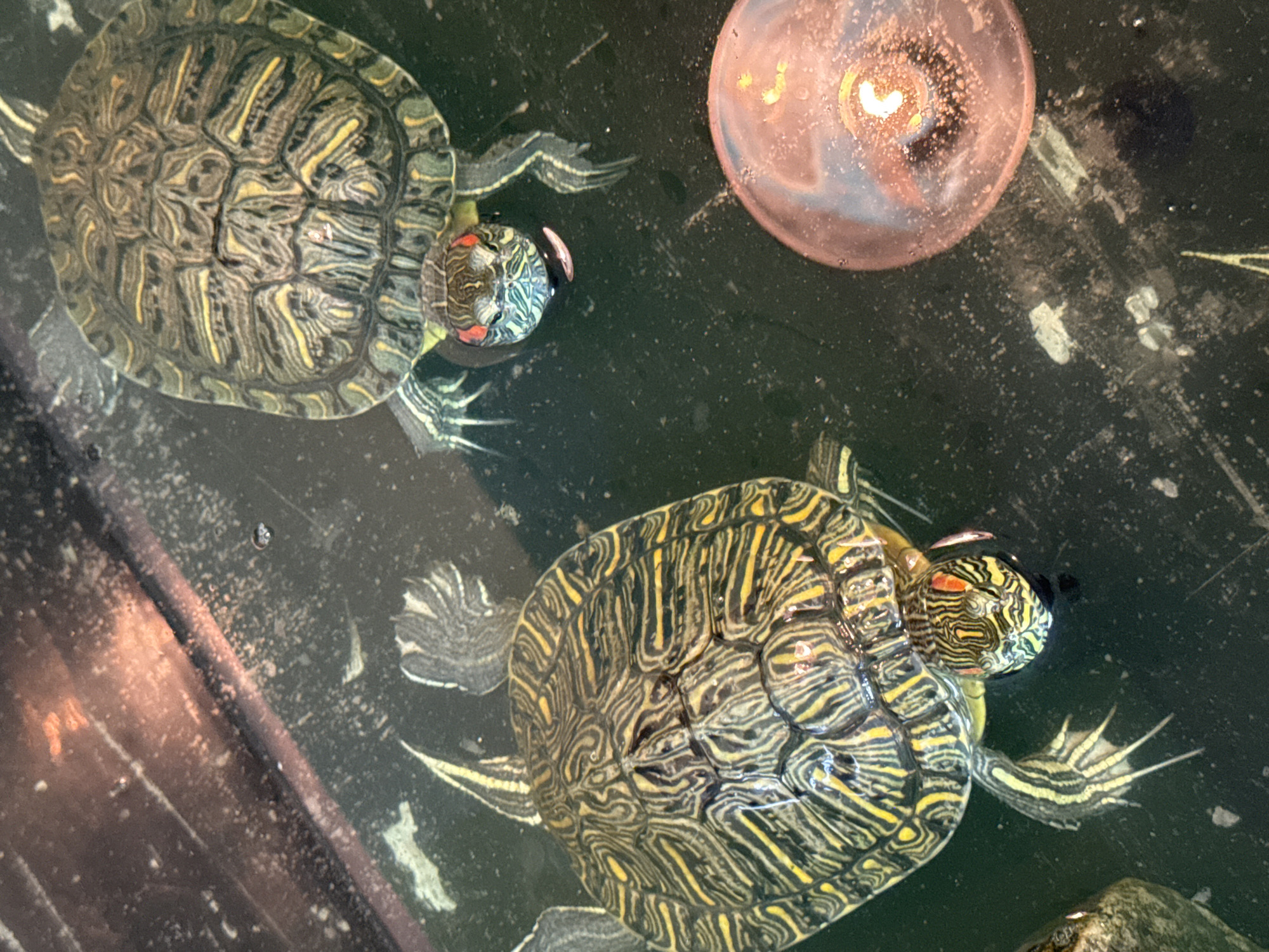Two red-eared slider turtles are in a shallow, dark-colored pool of water. One turtle is in the upper right quadrant of the image, facing forward and looking at the camera. The other turtle is in the lower left quadrant, also facing forward and looking at the camera. Both turtles have green and yellow patterned shells. There is a pinkish, round object in the lower right quadrant of the image with a light source emitting from within it. The environment appears to be an indoor habitat, possibly a terrarium or aquarium, given the reflective surfaces and the presence of a heat lamp or basking light. There are no people visible in the image, and no specific indicators of the city of Chaikovsky, Russia.