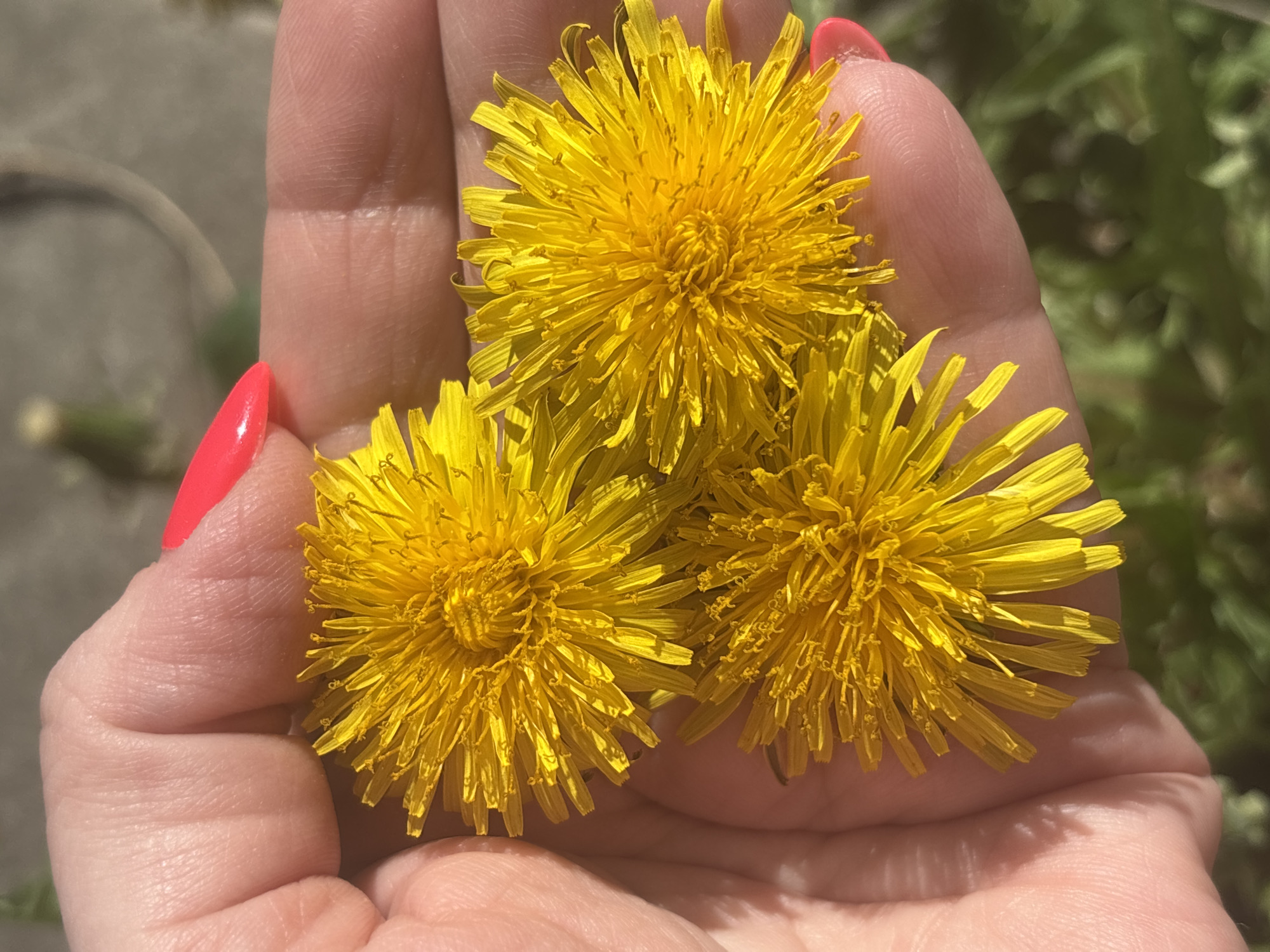 A close-up, high-angle shot captures a person's open hand holding three bright yellow dandelion flowers. The hand, which appears light-skinned, is positioned with the palm facing upwards, cradling the flowers. The fingers are slightly curled, and the fingernails are painted a vibrant coral or reddish-orange color. The texture of the skin, including visible creases and faint lines, is discernible.
Three fully bloomed dandelion flowers dominate the center of the image. Each flower displays numerous fine, radiant yellow petals radiating outwards from a denser central disk. They are arranged in a triangular formation within the palm.
The background is softly blurred, indicating a shallow depth of field. It features indistinct patches of green, likely foliage or grass, suggesting an outdoor setting. Some darker, out-of-focus areas could be shadows or ground. The lighting is bright and natural, implying daytime, likely sunny weather, as indicated by the vivid colors and crisp details on the subjects. There is no visible text in the image.