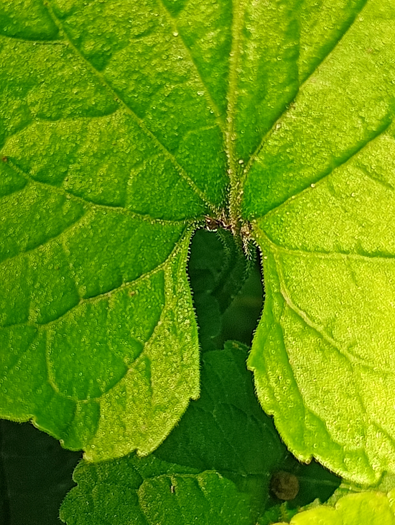 This close-up image captures the vibrant, detailed surface of a green leaf. The leaf occupies most of the frame, showcasing its intricate texture and venation. It exhibits a range of green hues, from bright, luminous lime green where light hits the surface to deeper, richer greens in shaded areas and towards the edges. The leaf's surface is noticeably textured, appearing slightly fuzzy or covered in numerous tiny, almost granular bumps, possibly indicating the presence of trichomes or glands.
A prominent central vein runs through the leaf, from which several lateral veins branch out, creating a distinct, somewhat wrinkled or quilted pattern across the leaf blade. These veins are also covered in the same textured fuzz. Near the center of the image, the leaf forms a deep, dark, V-shaped notch or sinus, suggesting it is either a deeply lobed leaf or an area where another leaf overlaps. The edges of this notch, like the rest of the leaf, are bordered with the fuzzy texture.
In the background, out of focus, other darker green foliage is visible, providing depth and context to the plant environment. Towards the bottom right corner of the original image, nestled amidst the foliage, is a small, dark, circular object, which could be a seed, a fruit, or a piece of debris. The lighting is bright and natural, suggesting it is daytime. There is no discernible activity or event taking place, and no text is visible in the image. The overall impression is one of natural detail and a healthy, thriving plant.