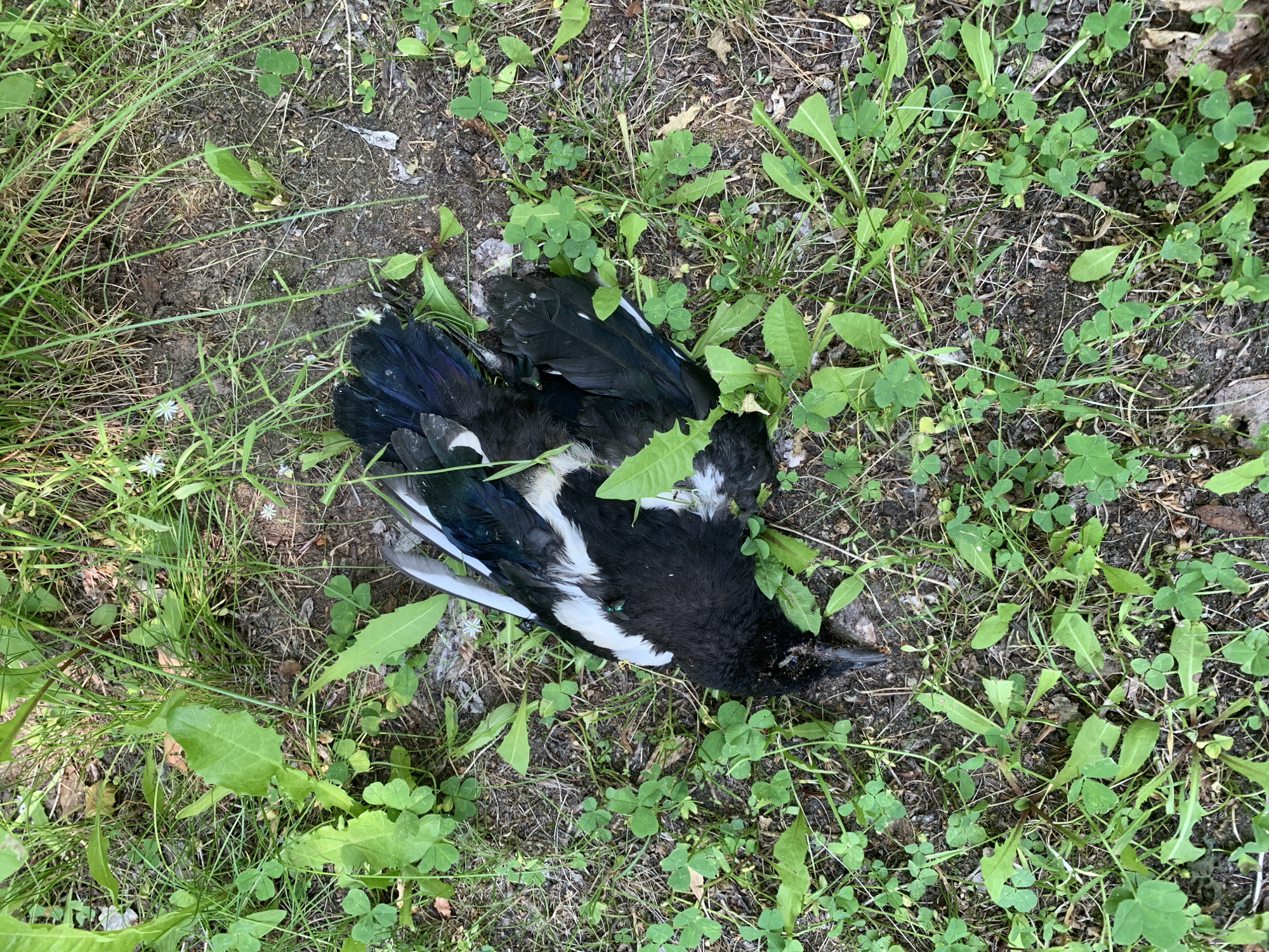 A dead magpie lies on the ground amidst grass and dirt. The bird is black and white with iridescent blue-green feathers on its wings. There are a few flies on the bird's body. The surrounding vegetation consists of green clover, grass, and some larger leafy plants. The ground is a mix of soil and dry leaves. The image does not contain any elements that would indicate its location in the city of Megion, Russia.