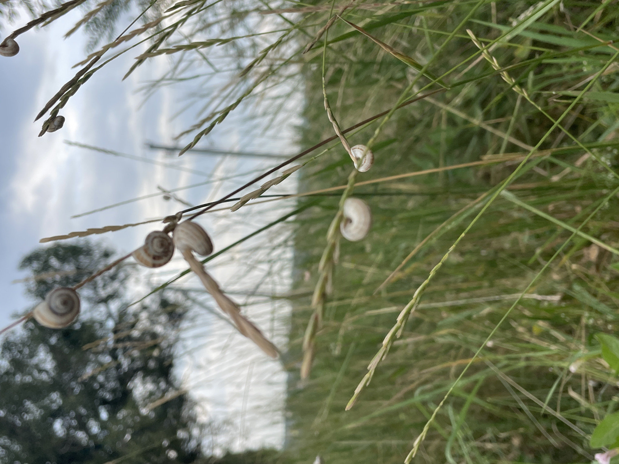 A medium shot captures a cluster of small snails on thin, dry grass stems against a blurry background of green grass and a cloudy sky. The snails, primarily visible as their shells, are positioned at various heights on the stems. One snail's shell is clearly visible at the top left, followed by another just below it. Further down, two more snails are present, one larger and more centrally located, and another smaller one on a different stem to its right. The grass is dry and wispy, with some green blades interspersed. The background is soft and out of focus, suggesting a natural outdoor setting. There are no people or animals visible, other than the snails. The lighting is soft, likely from an overcast sky. The scene appears to be in a meadow or grassy area. This image has no identifiable landmarks or context that would specifically place it in Cahul, Moldova.
