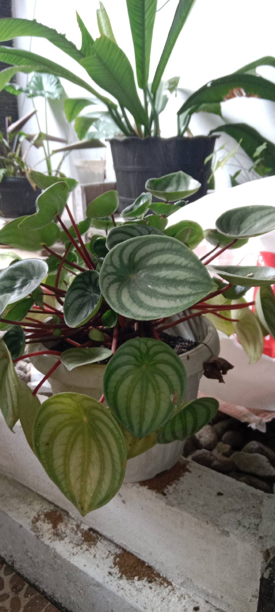 This is a close-up, vertical, eye-level shot of a potted plant identified as a Watermelon Peperomia (Peperomia argyreia). The plant has heart-shaped leaves with distinctive silver stripes that resemble watermelon rind patterns. The leaves are arranged on thin, reddish stems. The plant is housed in a light-colored pot, which is partially visible. The pot sits on a white, textured ledge, possibly a windowsill or balcony railing. The ledge is speckled with dark brown particles, likely soil or dust. Behind the Watermelon Peperomia, other plants are visible, including a larger plant with broad, ribbed green leaves in a dark pot, and a plant with thinner, elongated leaves. The background is blurred and appears to be an indoor or sheltered outdoor setting, with a bright, diffused light source suggesting it is near a window. The location is identified as Krinjing, Indonesia. There are no people or animals present in the image.
