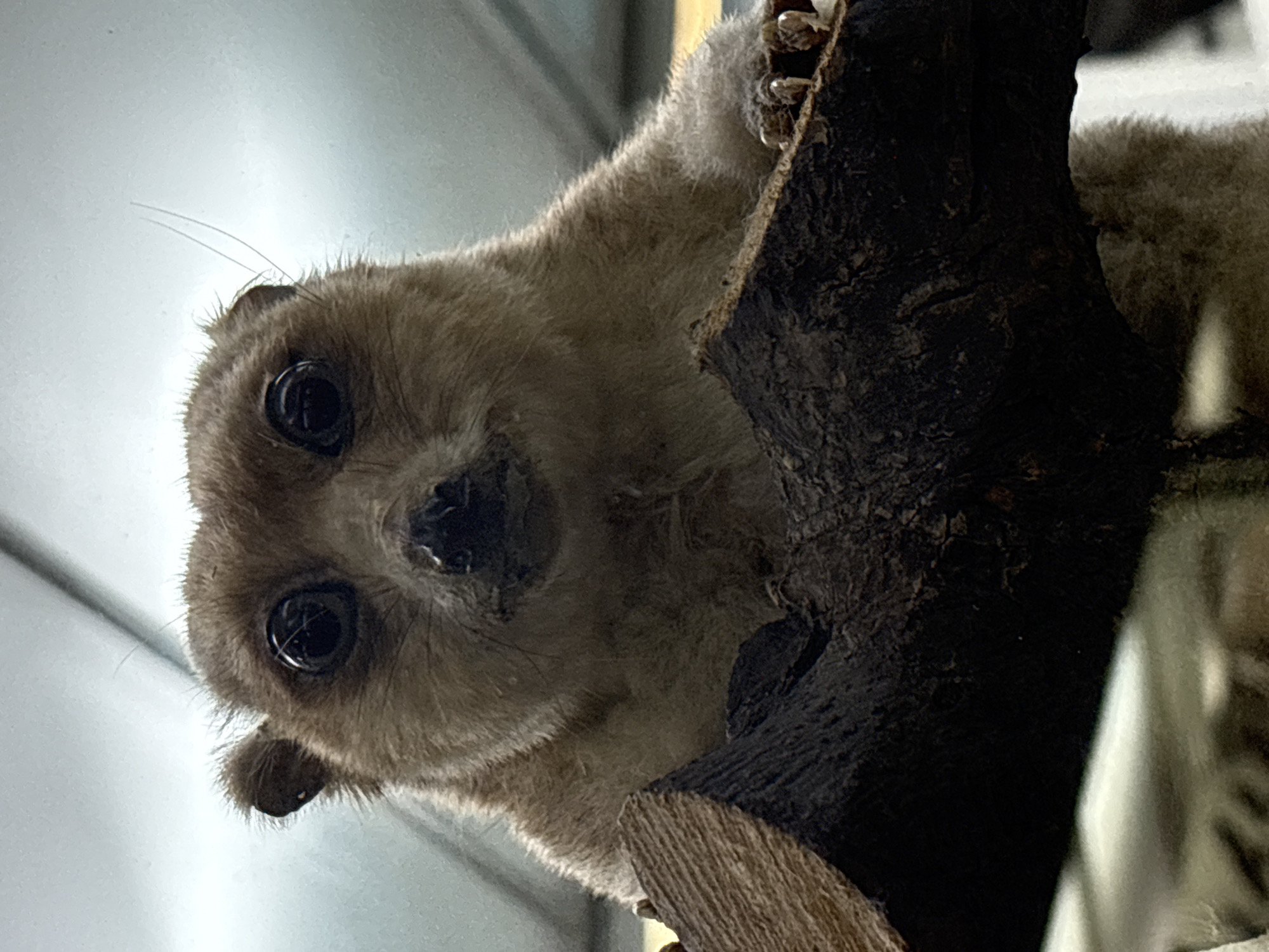 A close-up, eye-level, portrait shot features a small, furry creature with large, dark eyes and a wet nose, looking directly at the camera. The creature's fur is a light brown, with some lighter fur around its face and chest. Its ears are small and rounded, and appear to be slightly fuzzy. The creature is perched on a rough, dark brown piece of wood, which takes up the lower half of the frame. The background is out of focus and appears to be a light, bright, and slightly reflective surface, possibly a glass enclosure. The lighting is bright and direct, creating some glare on the creature's eyes. The image was taken in the Saint Petersburg Zoological Museum, Russia.