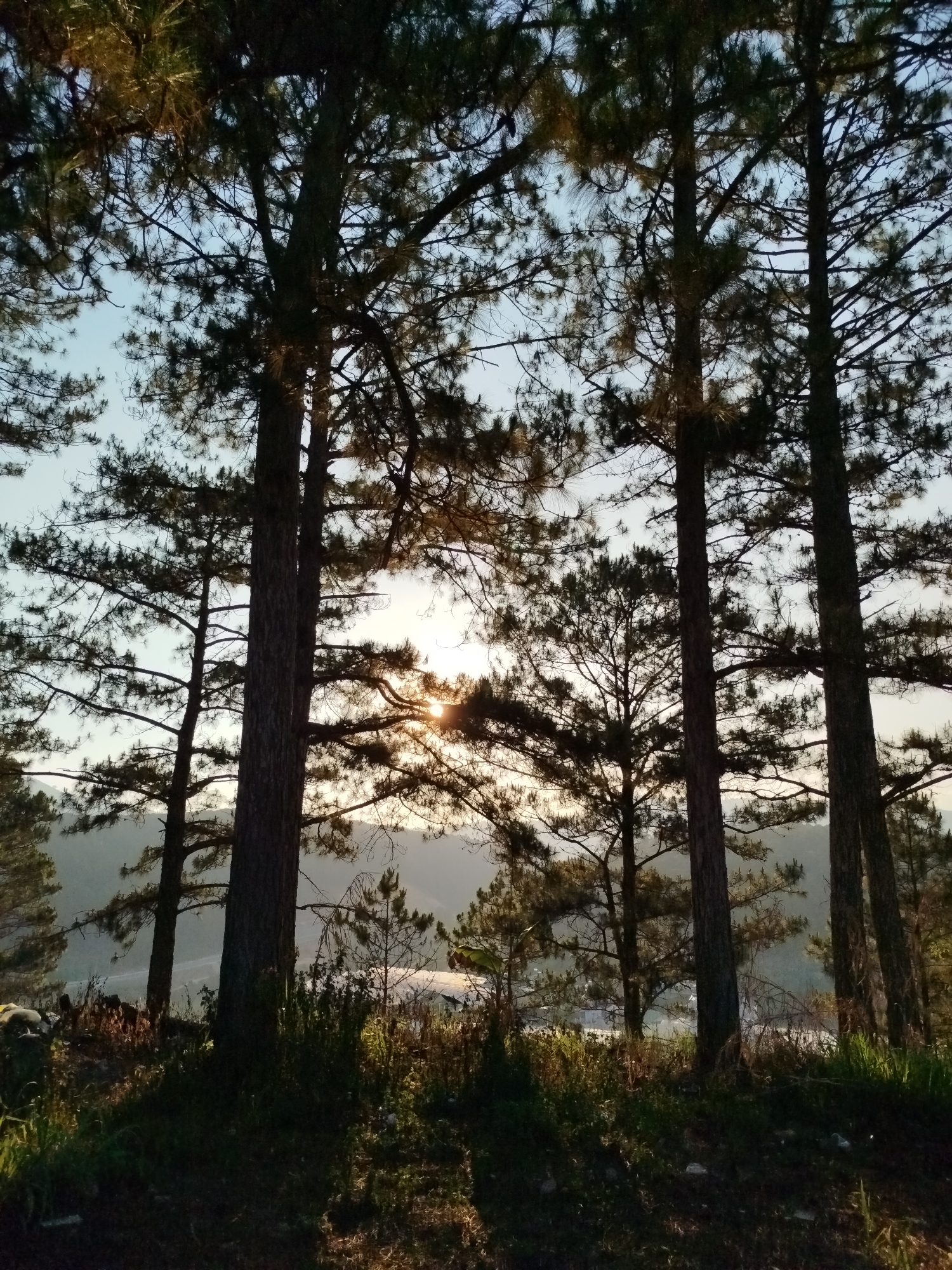 The image shows a view through pine trees, likely in Da Lat, Vietnam. The sun is visible through the branches, suggesting either sunrise or sunset. The trees are silhouetted against the sky, and the undergrowth at ground level is illuminated by the sun. The ground appears uneven and partially covered in vegetation. A distant view of land and possibly a body of water is visible between the trees.