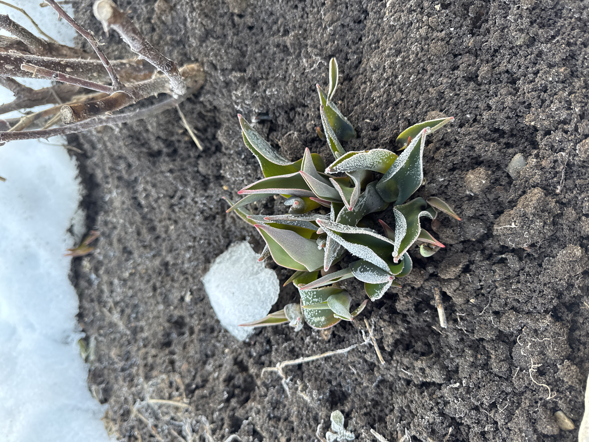 A top-down outdoor photograph shows a small, emergent plant covered in frost. The plant is characterized by green leaves with red tips. It grows from dark, tilled soil, and small patches of snow and ice are visible around the plant. A cluster of dormant, possibly pruned, branches is to the left of the frame, also exhibiting frost. The environment suggests cold weather conditions and an outdoor location, such as a garden or flowerbed. There are no people visible in the image. Given the location, it is in an unidentified area of Chaikovsky, Russia.