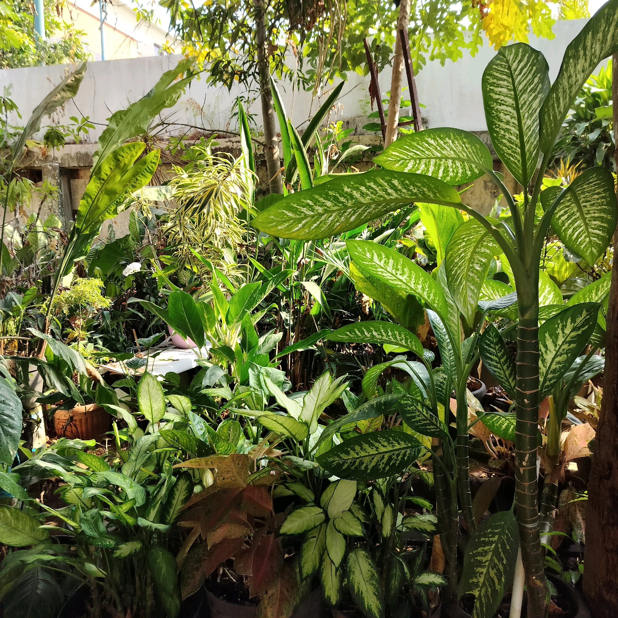 This image depicts a lush, overgrown garden area with numerous potted plants of various species. The plants are predominantly green, with some featuring variegated patterns of white and light green. Several large-leafed plants, possibly Dieffenbachia, are prominent in the foreground and midground, characterized by their thick, segmented stems and broad leaves marked with irregular white splotches or stripes. Smaller plants with thinner leaves and variegation are visible in the background, along with other leafy green plants that are less distinct.
The setting appears to be an outdoor space, likely a backyard or a communal garden, given the presence of concrete walls and a fence-like structure in the background. Sunlight filters through the leaves, creating highlights and shadows, suggesting it is daytime. The overall impression is one of abundant plant life and a somewhat untamed, naturalistic environment. The location is identified as Sleman, Indonesia. There are no people visible in the image. The scene is static, with no apparent actions or interactions occurring. The focus is solely on the plant collection and its immediate surroundings.