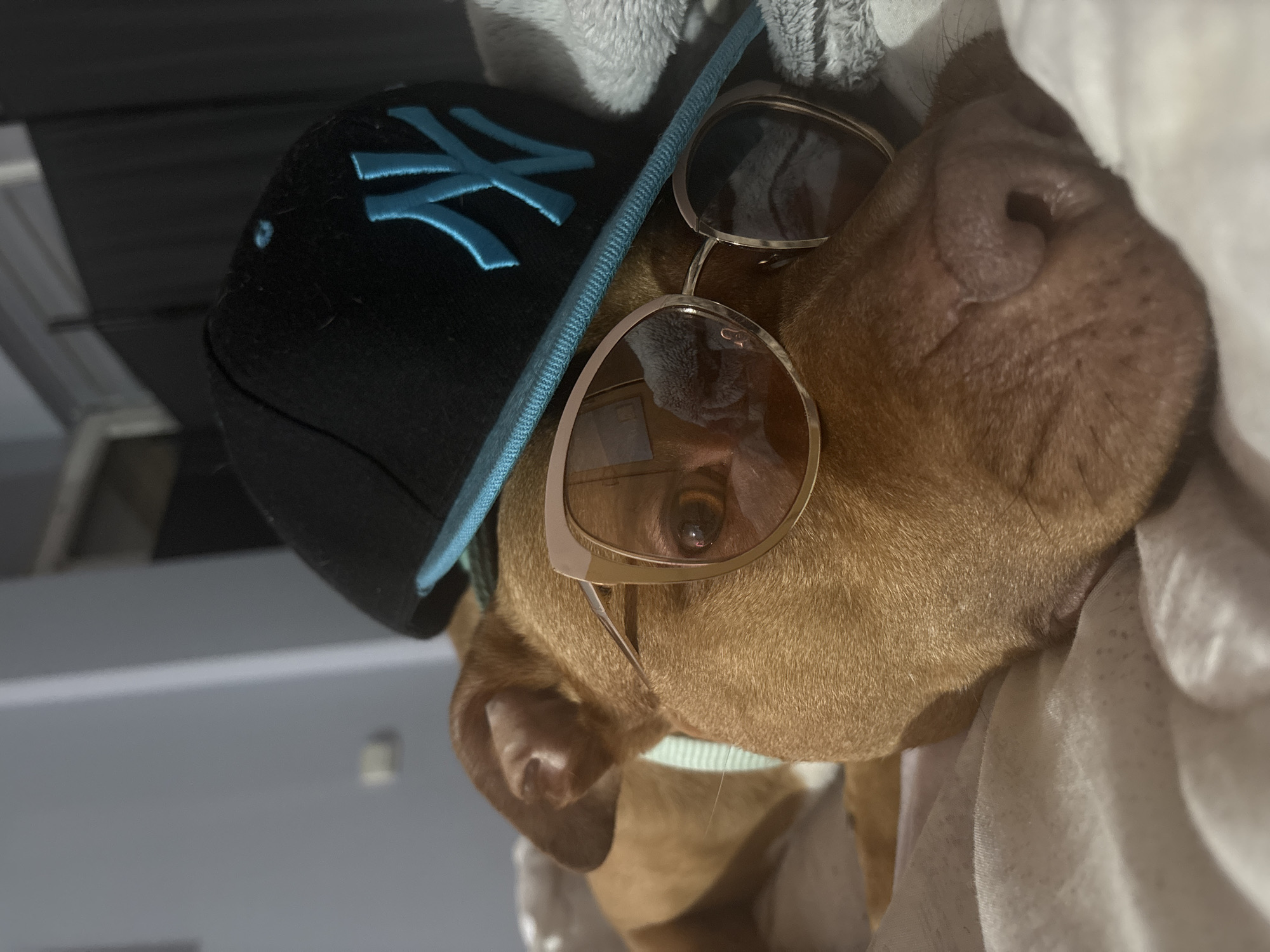 A close-up shot depicts a brown dog wearing a black baseball cap with a light blue "NY" logo and light blue trim, along with gold-rimmed sunglasses. The dog is partially covered by white bedding and gray fleece material. No information suggests this photo was taken in Sofia, Bulgaria.