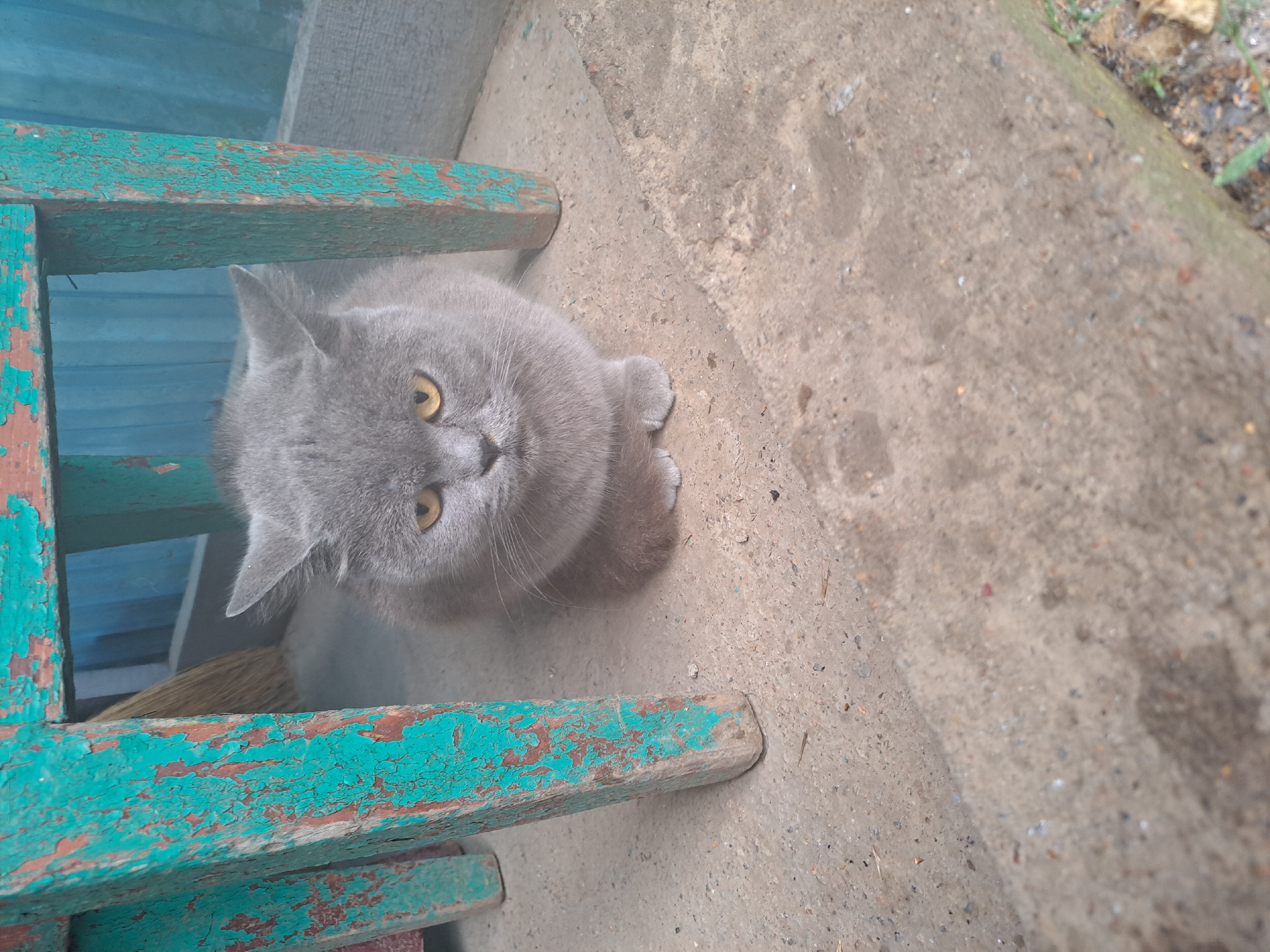 A grey cat sits on a concrete surface, partially under a weathered, teal-painted stool. The stool has peeling paint, revealing a reddish-brown undercoat and raw wood. Behind the stool, a blue fence-like structure is visible, and a broom leans against it. The concrete area appears to be an outdoor step or walkway, with some dry leaves and dirt scattered around. The cat is looking directly at the camera with its yellow eyes. The setting suggests an outdoor urban or semi-urban environment in Vypasne, Ukraine.