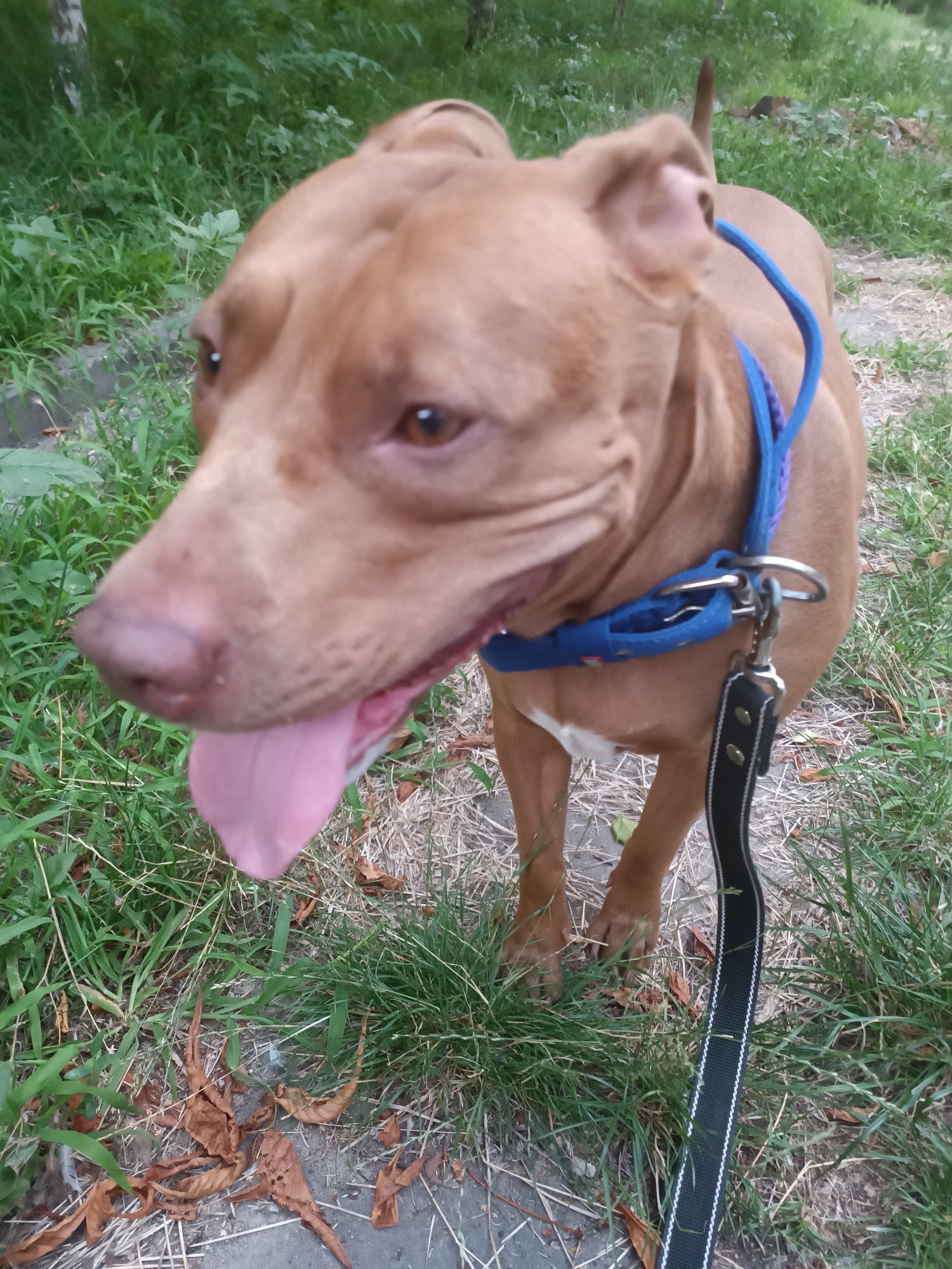In a medium shot, a brown pit bull terrier, wearing a blue collar and leash, stands on a path with dry grass and fallen leaves. The dog's tongue is hanging out, and its head is turned to the left, with its eyes looking forward. The background consists of green grass and trees, suggesting an outdoor setting, possibly a park or a residential area in Zaporizhzhia, Ukraine. The image is taken from a slightly low angle, looking up at the dog.