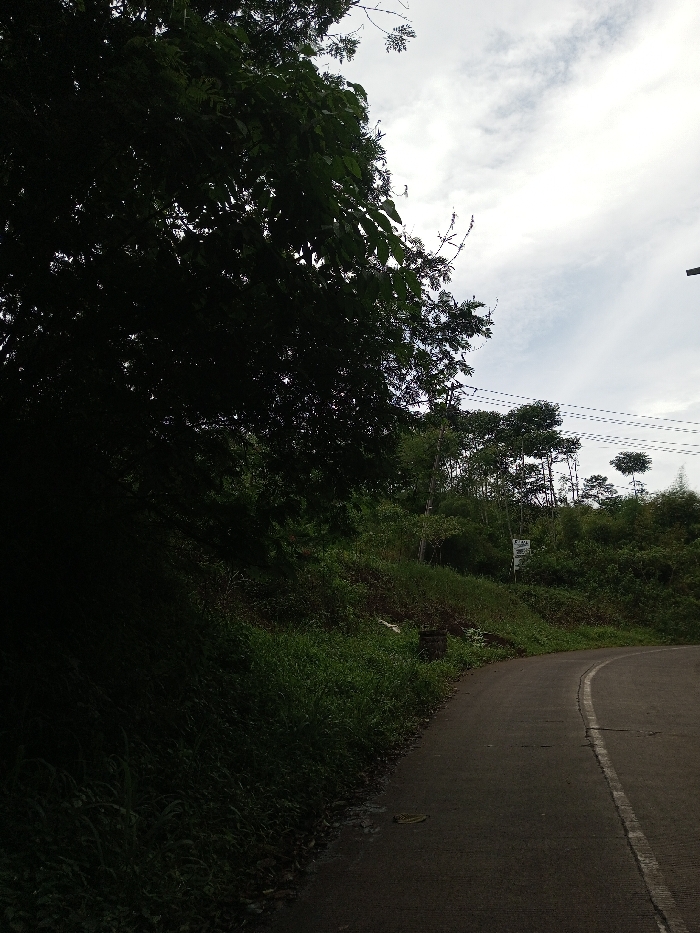 The image displays a paved road curving sharply to the right and ascending a vegetated incline in Ariyalai, Sri Lanka. The left foreground is dominated by a large, dark tree with dense foliage, casting a deep shadow over the adjacent embankment. The asphalt road, dark gray with a faded white edge line on its right side, occupies the lower right and central portion of the frame. To the right of the road, a steep, green embankment is covered with various grasses, shrubs, and small trees. A white rectangular sign with dark, illegible text is partially visible within the vegetation on this embankment. Multiple parallel power lines are visible in the upper right quadrant, running against an overcast sky with light gray cloud formations. No individuals or overt actions are depicted.