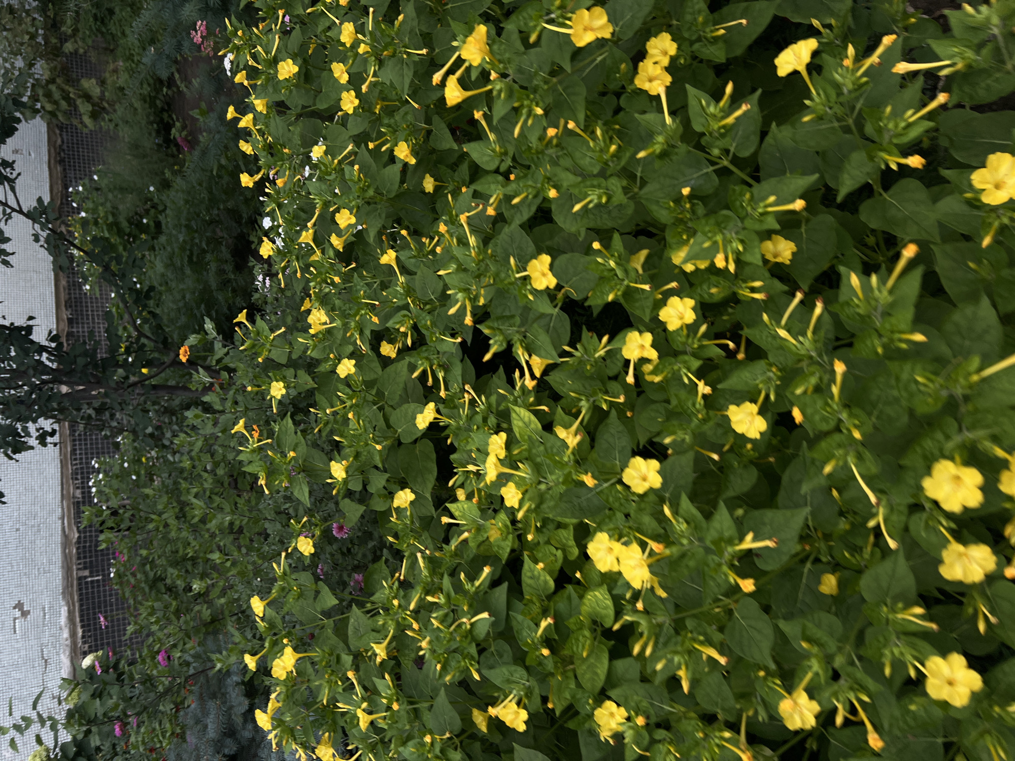 A lush, green garden is densely populated with numerous bright yellow flowers, many of which are still in bud. The flowers have a trumpet-like shape and are clustered on long, slender stems. Behind the yellow flowers, various other plants with darker green foliage and some sparse pink and white blossoms can be seen. In the background, a grey, textured wall with a lattice structure is visible, suggesting an urban setting. The overall impression is one of a vibrant and overgrown garden, likely in a residential area of Ulyanovsk, Russia, given the context provided, which is not visually determinable from the image alone. The lighting suggests it is daytime, possibly late afternoon or early evening, as there are no harsh shadows. No people or animals are present in the image.