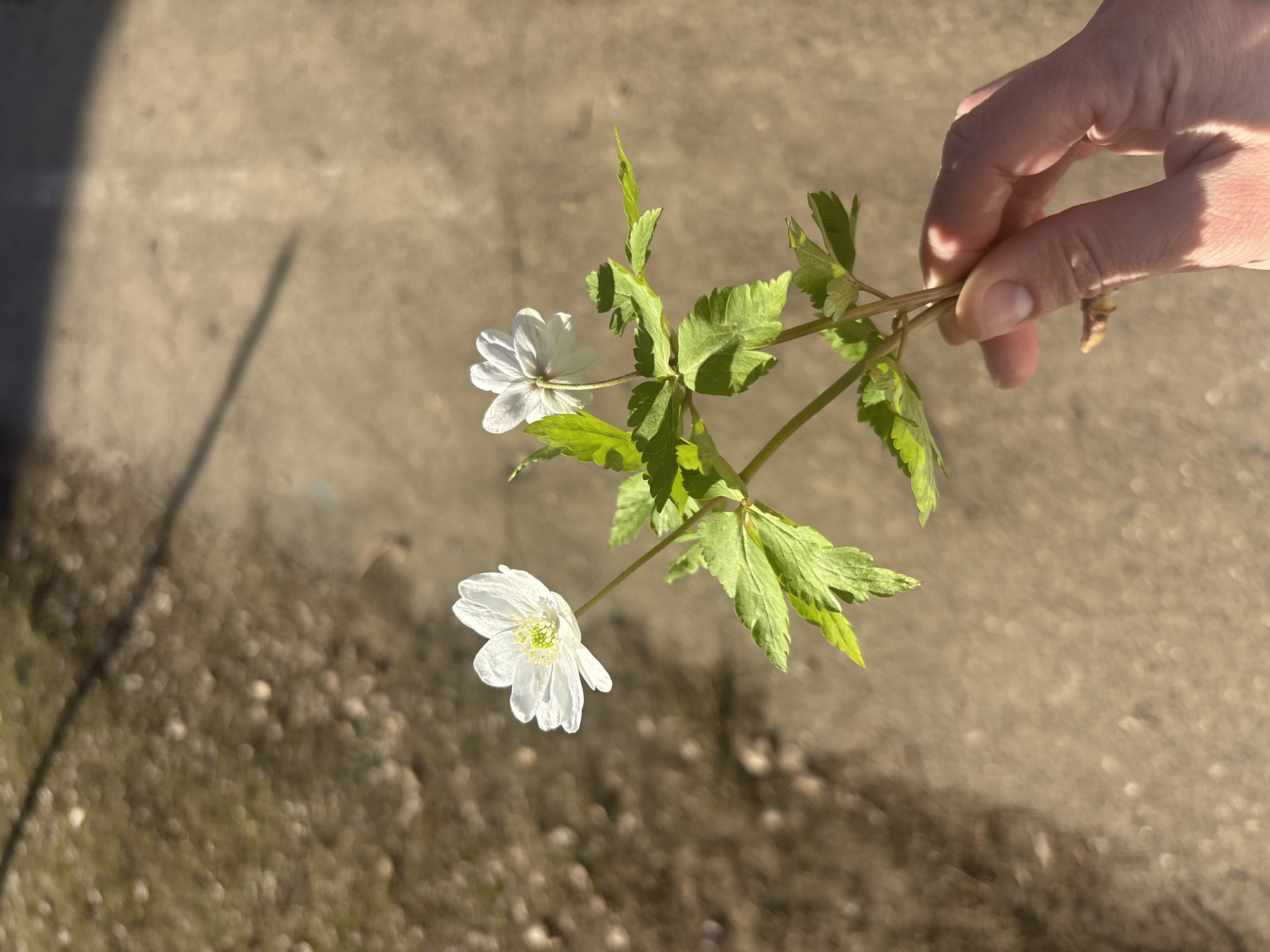 A hand holds a sprig of green vegetation with two white flowers with yellow centers against a blurred background of concrete and grassy earth. The precise location in Chaikovsky, Russia, is impossible to determine from the visual information.