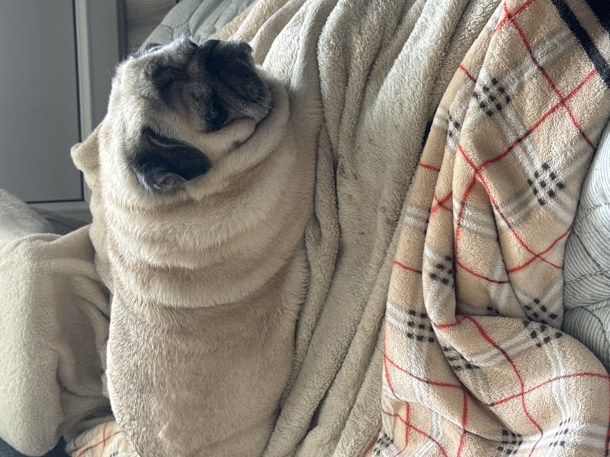 A pug dog lies on a beige fleece blanket with a plaid pattern of red, white, and black lines. The dog is facing right, with its head slightly turned towards the viewer. The dog's fur is light beige with black markings around its eyes and ears. The background consists of other soft furnishings, including a larger, lighter beige blanket. The scene appears to be indoors, possibly in a domestic setting. No specific location in Bishkek City, Kyrgyzstan, can be determined from the image alone.