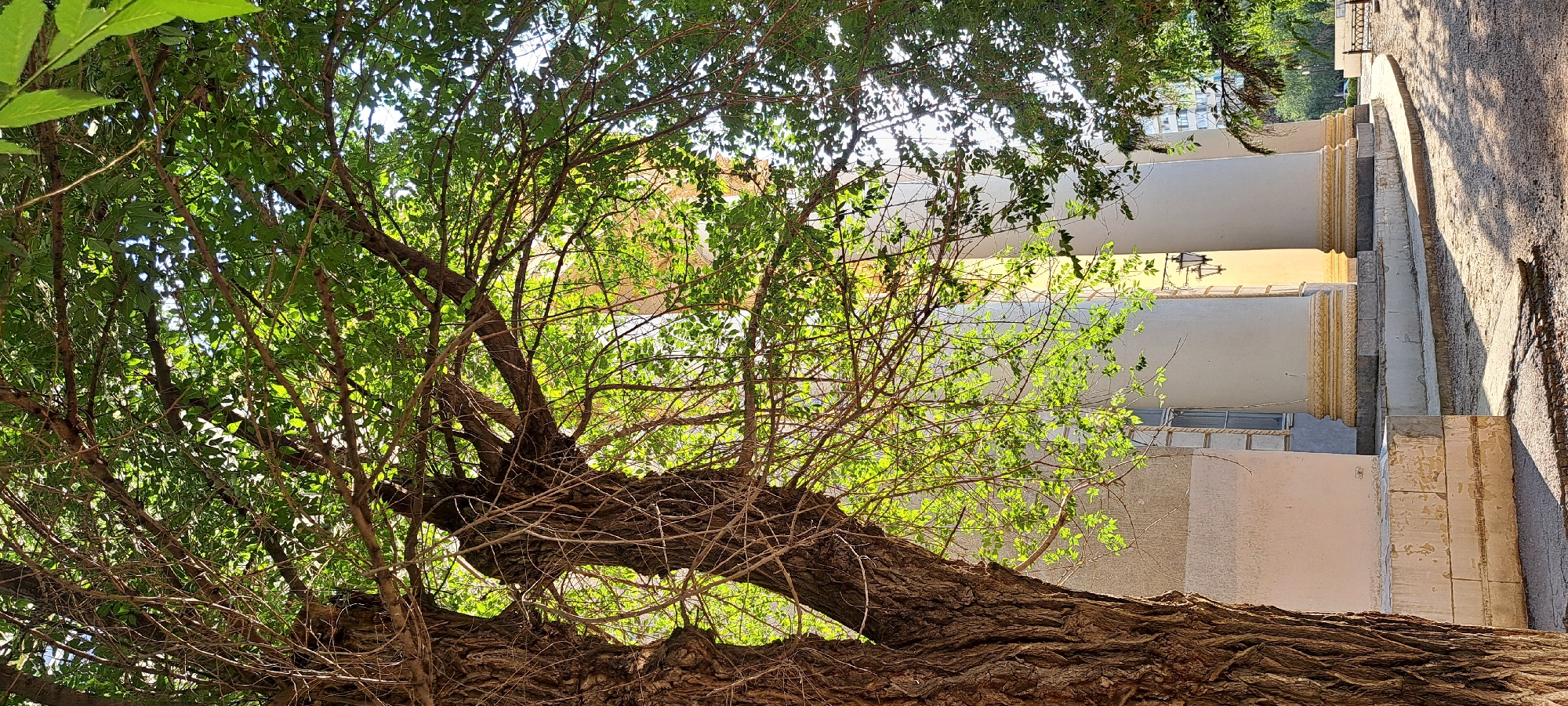 This image depicts a street-level view looking upwards towards a building with classical architectural elements, partially obscured by the branches and leaves of a large tree in the foreground. The tree's trunk is on the left, with rough, textured bark. Its branches extend across the frame, dappled with sunlight filtering through its green foliage. Behind the tree, the building features large, white columns with ornate bases and capitals. These columns support an entablature that is partially visible. The building's wall appears to be a light color, with a visible window. Steps lead up to the colonnade. The ground in front of the building is covered with gravel and shows shadows cast by the tree. In the background, beyond the colonnade, a hint of greenery from other trees and possibly a building can be seen. The lighting suggests it is daytime, likely late afternoon due to the angle of the shadows. No people are present in the scene.