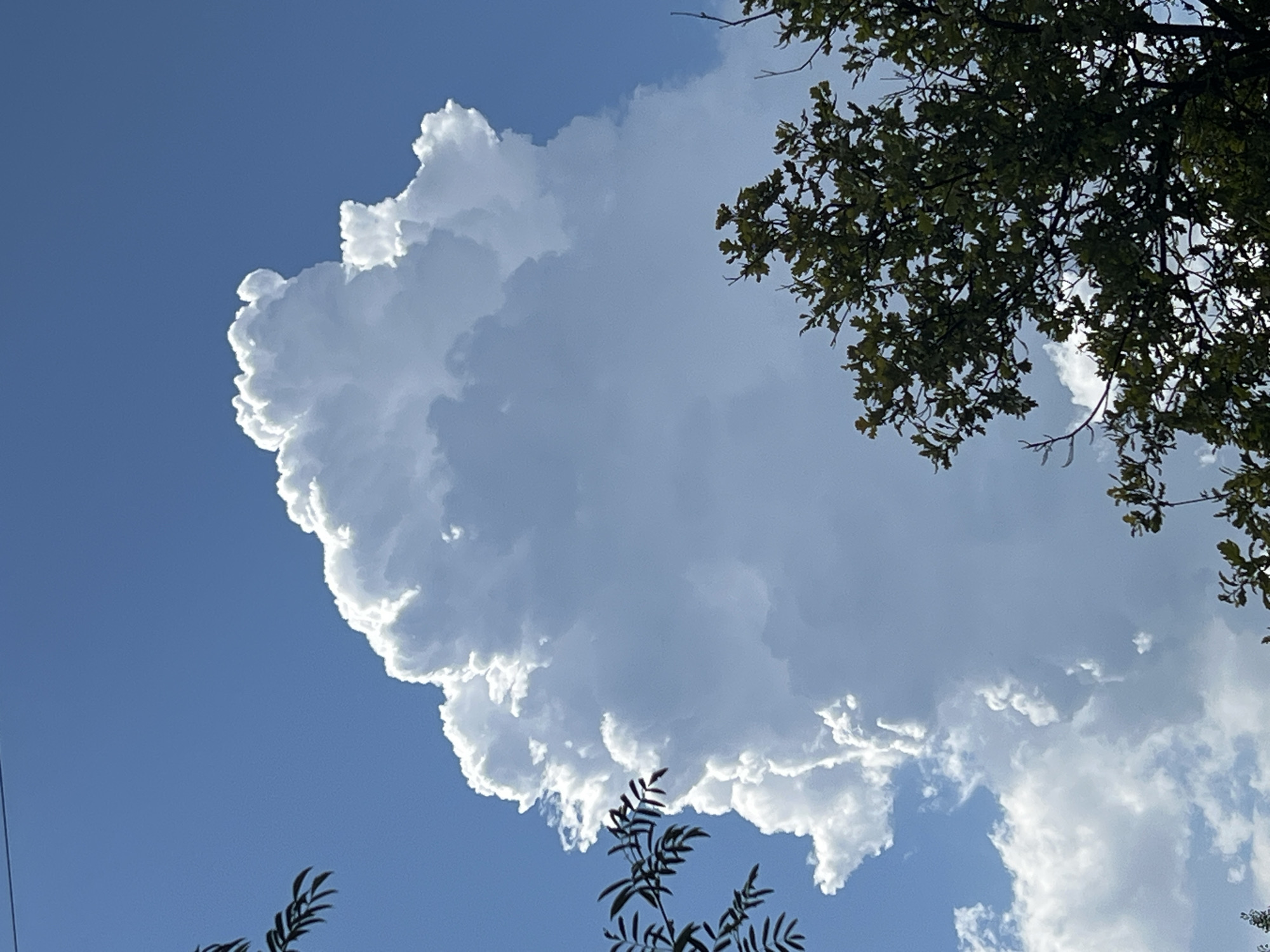 A dramatic cumulus cloud dominates the center of the frame against a clear blue sky. The cloud is brightly illuminated from the side, creating stark contrasts of light and shadow that give it a textured, three-dimensional appearance. Its upper edge is a jagged, cauliflower-like formation, with lighter, whiter portions catching the sun, and darker, shadowed areas receding into the cloud's mass.
On the left side of the image, the dark silhouette of feathery leaves from a tree or shrub is visible, partially obscuring the sky and the edge of the cloud. On the right and lower portions of the frame, the dense green foliage of a large deciduous tree, likely an oak judging by the leaf shape, is present. The branches of this tree are also silhouetted against the sky, with some lighter green leaves catching the sunlight.
The overall scene suggests a bright, sunny day with significant cloud development, possibly indicative of approaching weather changes. The setting appears to be outdoors, with vegetation suggesting a natural or park-like environment, consistent with the city of Mochishche, Russia. There are no people or man-made structures clearly visible, apart from what appears to be a thin wire running horizontally across the top of the frame, which could be a power line or part of a telecommunication network.