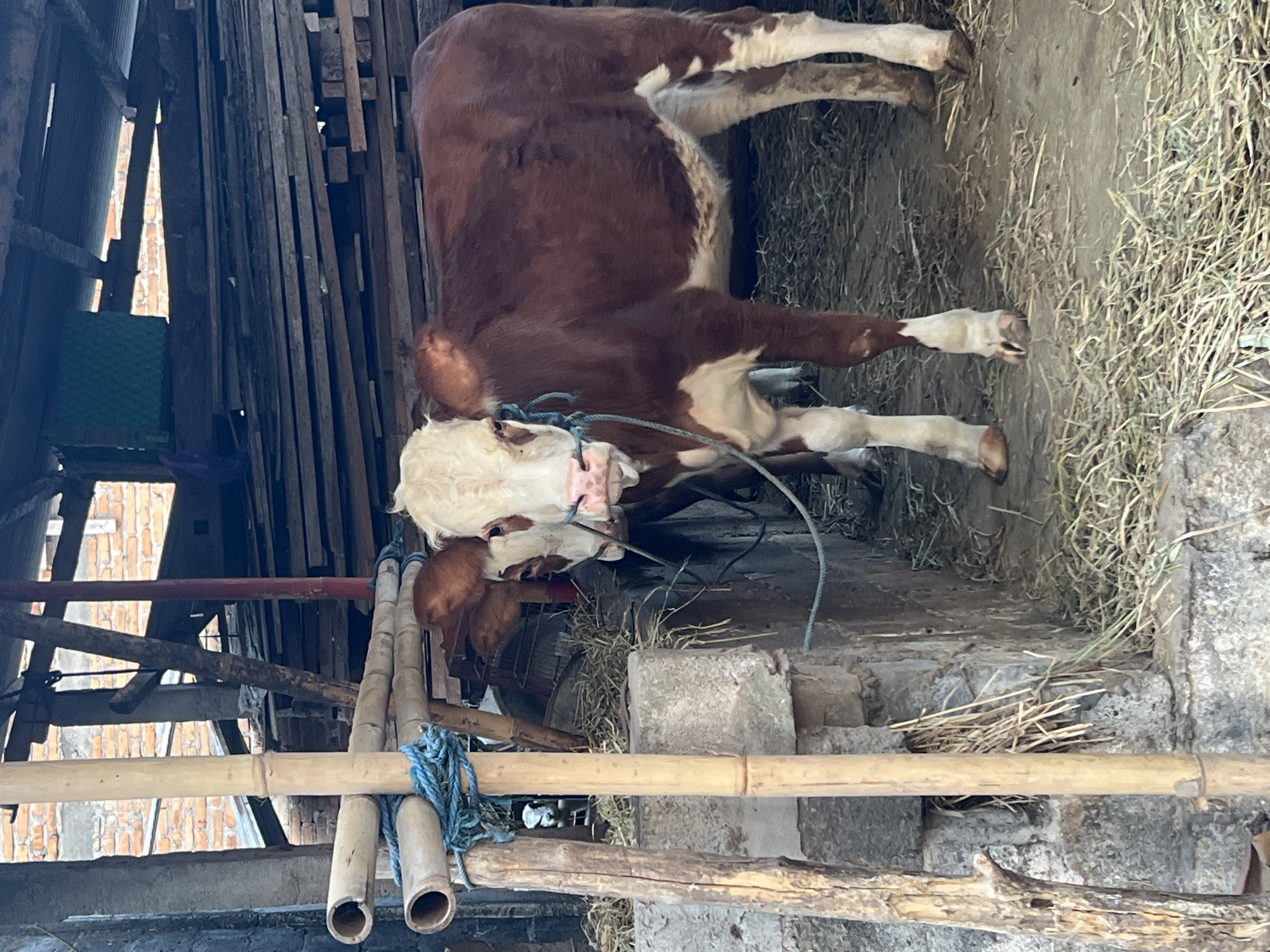 A young brown and white cow stands in a shelter with a dirt floor covered in hay. The cow is facing the camera and appears to be tethered by a blue rope. In the background, there is a wall made of concrete blocks and another cow is partially visible behind the front cow. The shelter has a roof made of corrugated metal and wooden planks, supported by bamboo poles. Outside the shelter, a brick wall is visible. The image was taken in Tlogoadi, Indonesia.