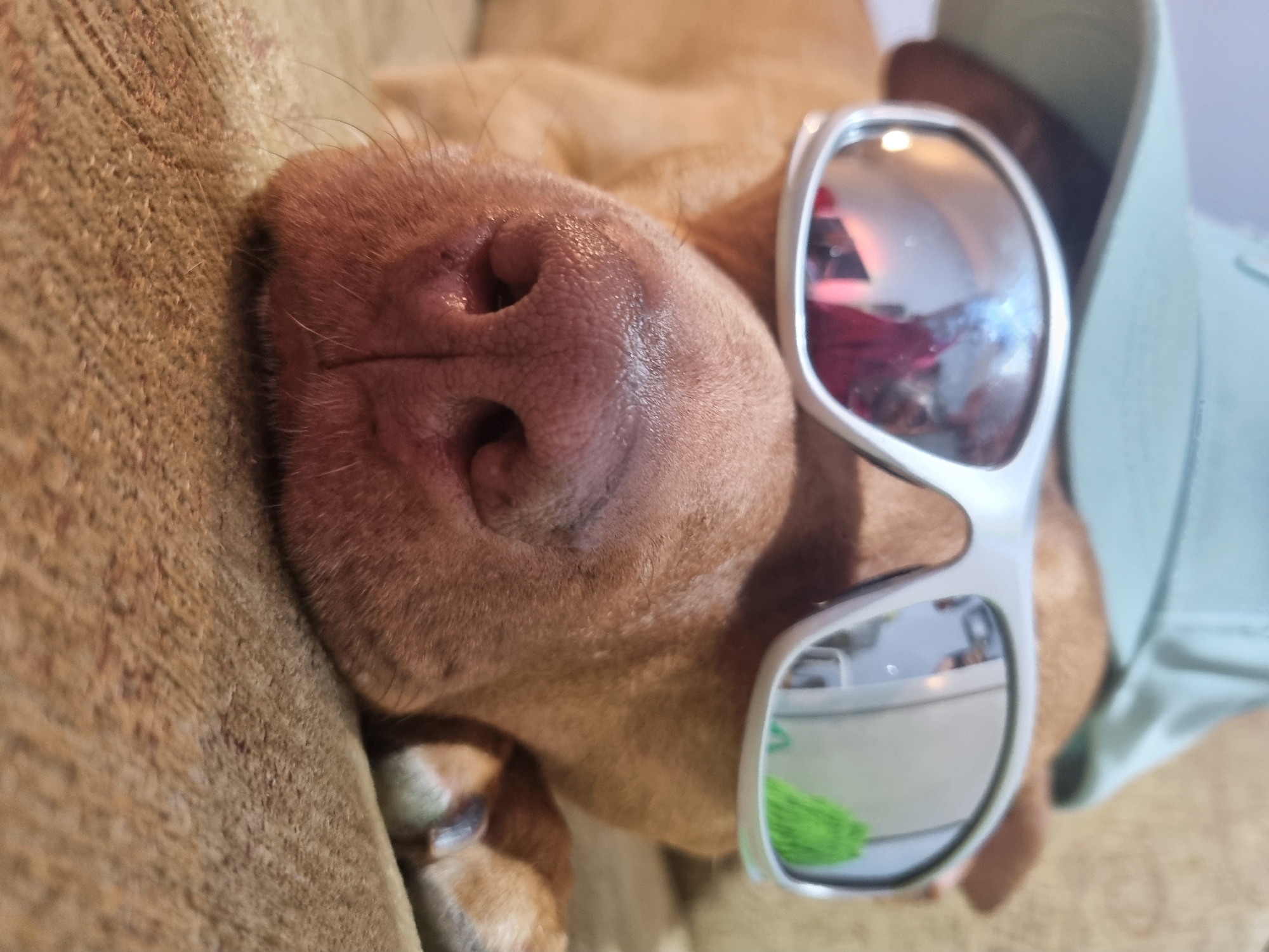 A brown dog lies on a brown, textured surface, potentially a couch or cushion. The dog is wearing reflective sunglasses with white frames and a light green hat. The nose of the dog is prominent and pink. The reflection in the sunglasses shows an indoor environment. The city and exact location are not discernible from the image.