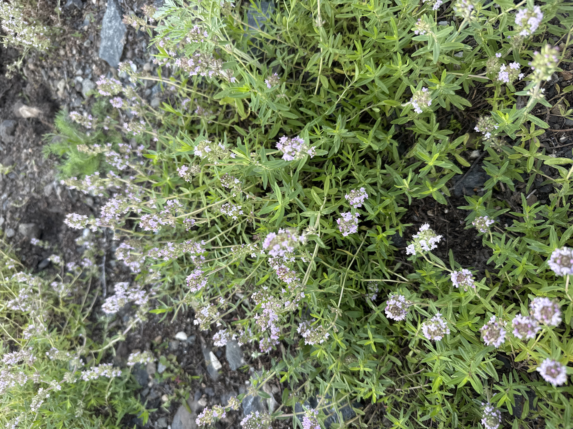 This media file features a close-up, top-down view of a patch of creeping thyme (Thymus serpyllum) growing in an outdoor setting. The plants have small, ovate green leaves and are dotted with clusters of tiny, pale purple flowers. The ground beneath the thyme is a mixture of dark soil, small gray pebbles, and some larger stones. In the upper left portion of the image, there is a hint of a feathery green plant, possibly another herb or a weed.
The lighting suggests it is daytime, possibly late morning or early afternoon, with no strong shadows indicating harsh sunlight. The overall impression is one of a natural, possibly slightly wild, environment. Given the location context of Starokhalilovo, Russia, this scene likely depicts wild thyme growing in a rural or semi-natural area. There is no visible text in the image. The focus is entirely on the botanical details of the thyme plants and their immediate surroundings.