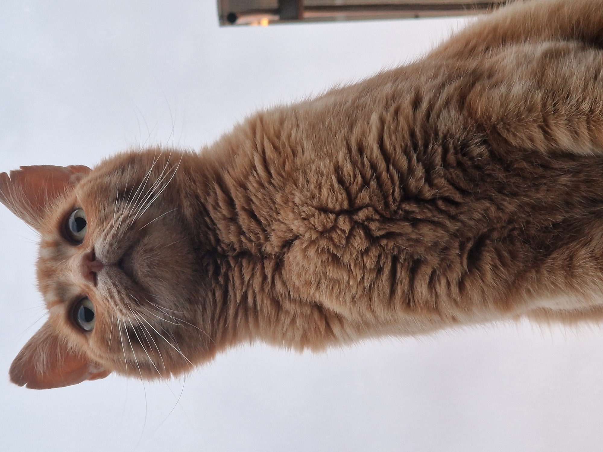 A low-angle, medium shot captures an orange tabby cat's face and chest against an overcast sky. The cat is looking upwards, with its green eyes wide open and its whiskers spread. Its fur is a mix of orange and brown. The background is a pale, featureless sky, with a portion of a grey pole visible on the right side of the frame. The image is likely taken in a residential area of Lipí, Czechia, judging by the presence of the pole which may be part of a fence or utility structure.