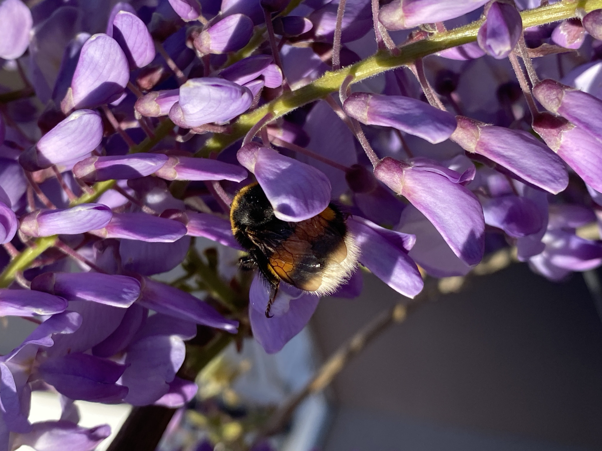A close-up shot shows a bumblebee nestled within a cluster of purple wisteria flowers. The bee has a black and orange thorax and a fluffy, white-tipped abdomen. The wisteria blossoms are light purple, with sunlight highlighting the texture of the petals. The background is out of focus, but there's a hint of light and dark shapes. The image was taken in Budva, Montenegro.