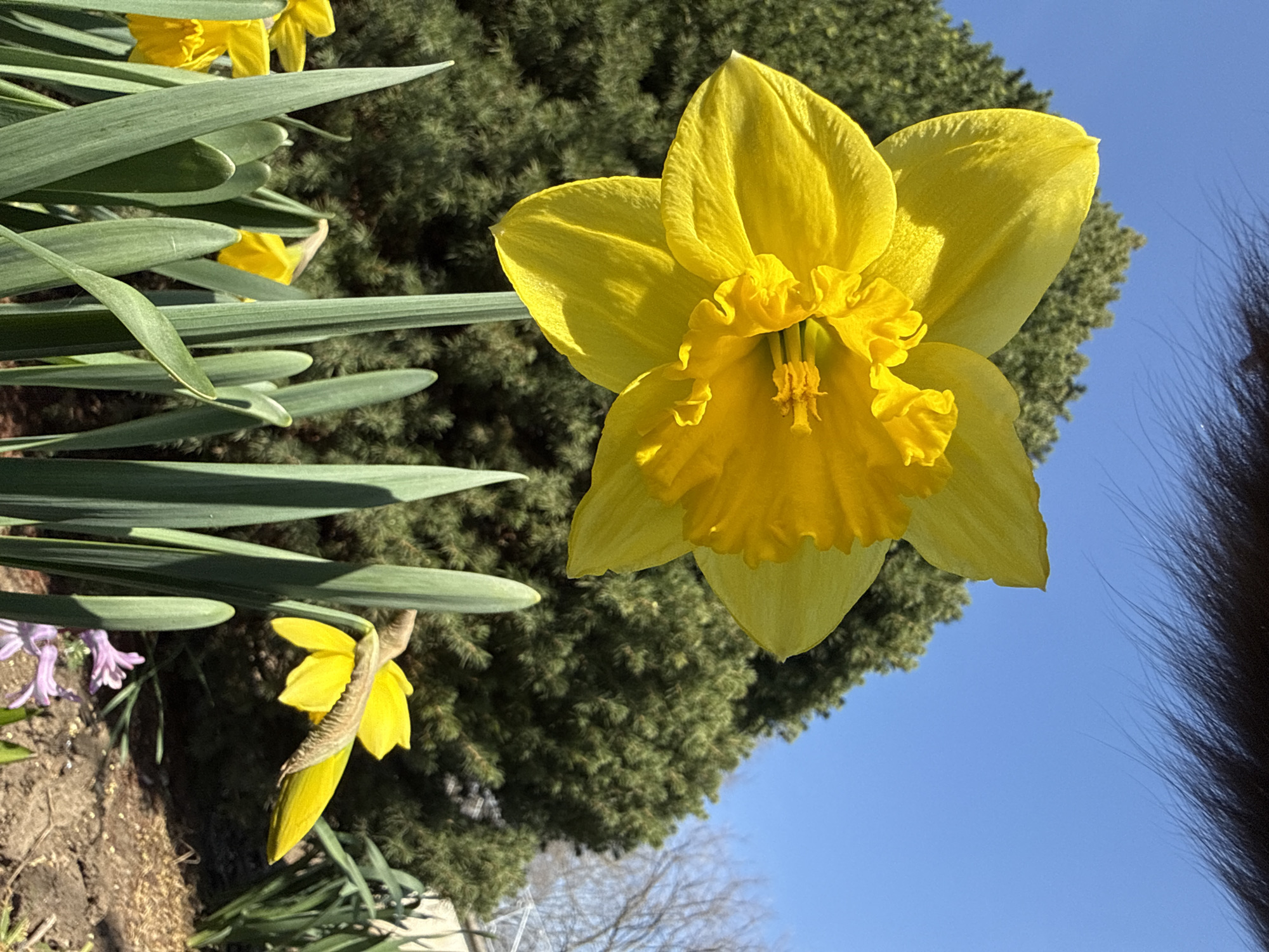 The image depicts an outdoor garden scene featuring spring flowers under a clear blue sky. A prominent, bright yellow daffodil in full bloom occupies the central-left portion of the frame, its petals and ruffled corona intensely illuminated by direct sunlight, casting subtle shadows. Its green stem extends downwards, surrounded by multiple sharp, sword-shaped green leaves characteristic of daffodil plants.
Other yellow daffodils are visible in the immediate vicinity, some partially obscured by foliage. One daffodil to the right is bending downwards. In the lower right corner, a cluster of small purple flowers, consistent with hyacinths, emerges from the dark brown soil. The ground beneath the flowers appears to be soil with scattered organic matter.
In the background, a large, dense evergreen coniferous tree provides a dark green backdrop to the bright flowers. Above the tree, a clear, vivid blue sky is visible. Distant, bare deciduous tree branches and a light-colored structural element are faintly discernible against the sky in the far upper-right background. A narrow band of out-of-focus dark hair or fur is present along the entire top edge of the image.
No individuals are present, and no specific actions or interactions are occurring. The environment is consistent with a cultivated garden or park space. The precise location in the city of Pirne, Bulgaria, cannot be ascertained from the visual evidence provided within the image.