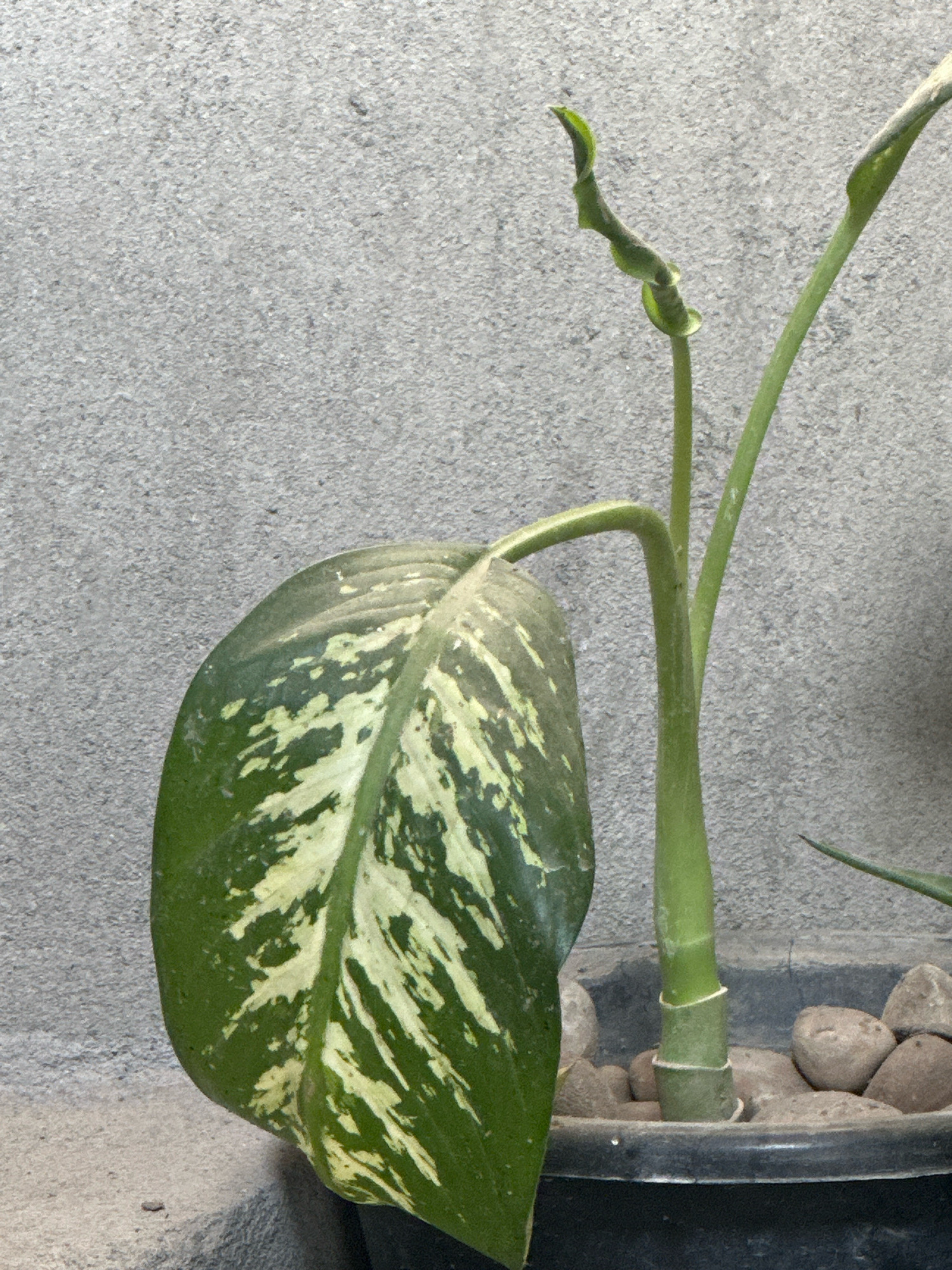 A potted Dieffenbachia plant with variegated green and white leaves sits in front of a textured grey concrete wall. The plant has a large, mature leaf on the left side and a new, tightly curled leaf emerging from a stem on the right. The pot is black and filled with smooth, rounded stones. The scene appears to be outdoors, possibly in a courtyard or garden area in Taharpur, India.